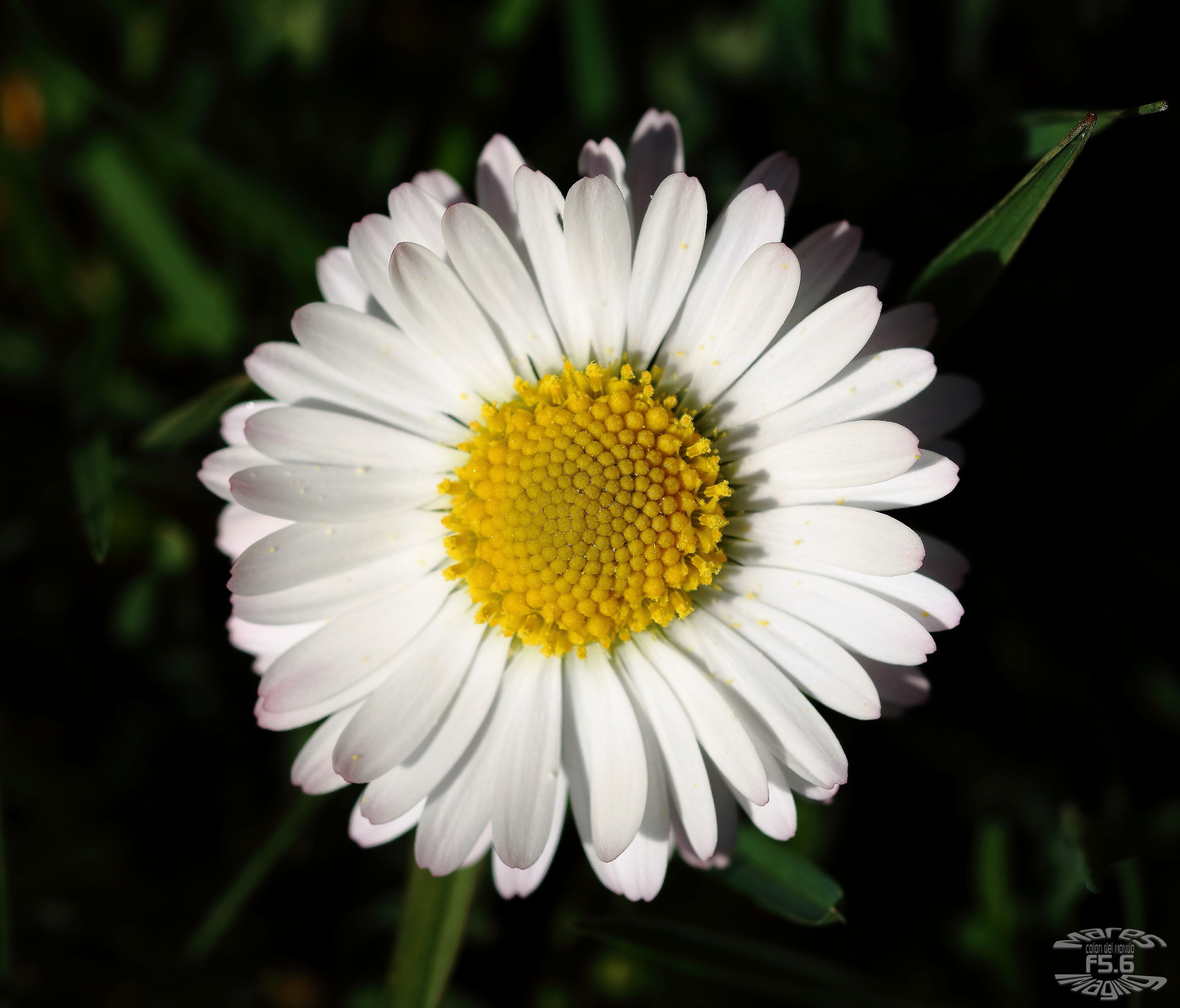 Sigma 105mm F2.8 EX DG OS HSM sample photo. Imrev photography