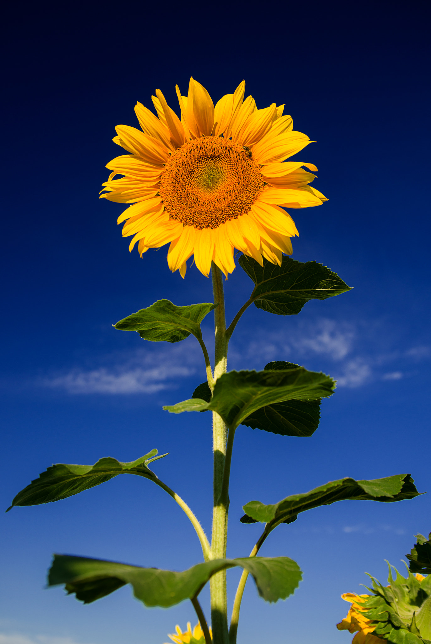 Nikon D800 sample photo. Sunflower grows in a field in sunny weather. photography
