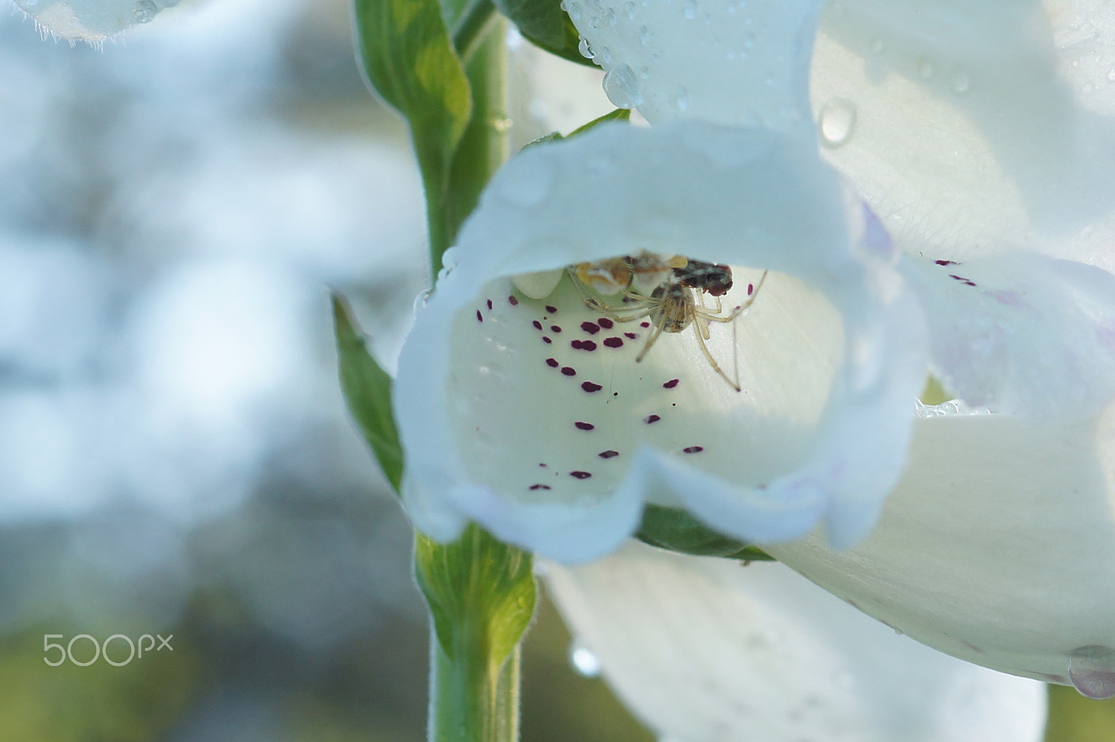 Minolta AF 50mm F1.4 [New] sample photo. Transparent spider sitting in a white flower with purple speckles after the rain in summer photography