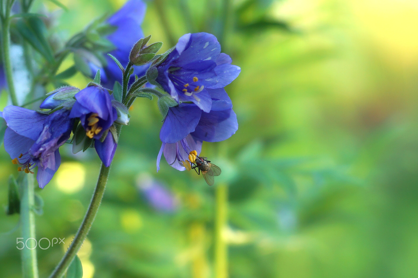 Minolta AF 50mm F1.4 [New] sample photo. Fly collecting pollen on a purple flower with yellow stamens, blurred background, delicate colors photography