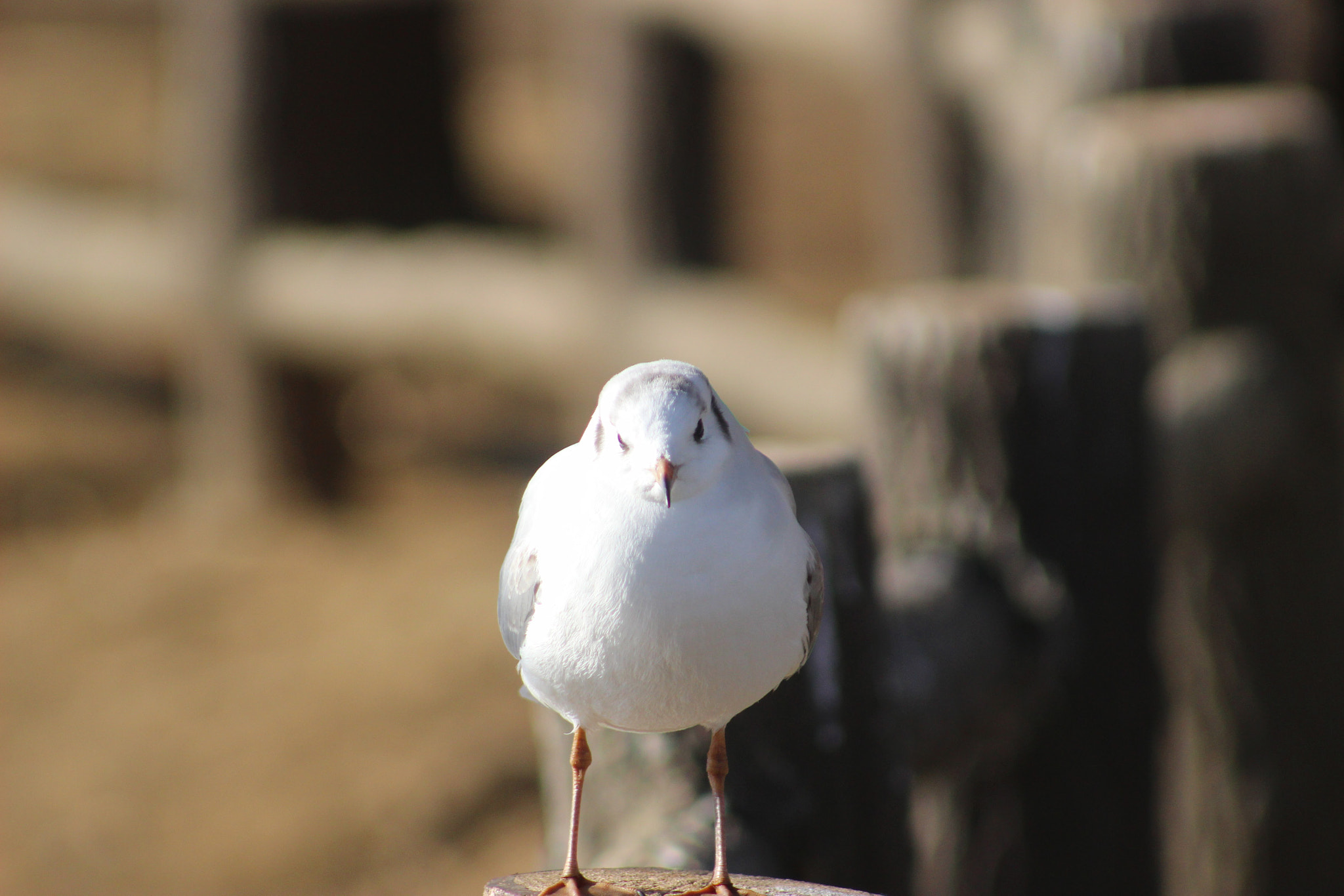 Canon EF 75-300mm f/4-5.6 USM sample photo. なんかくれ！ photography