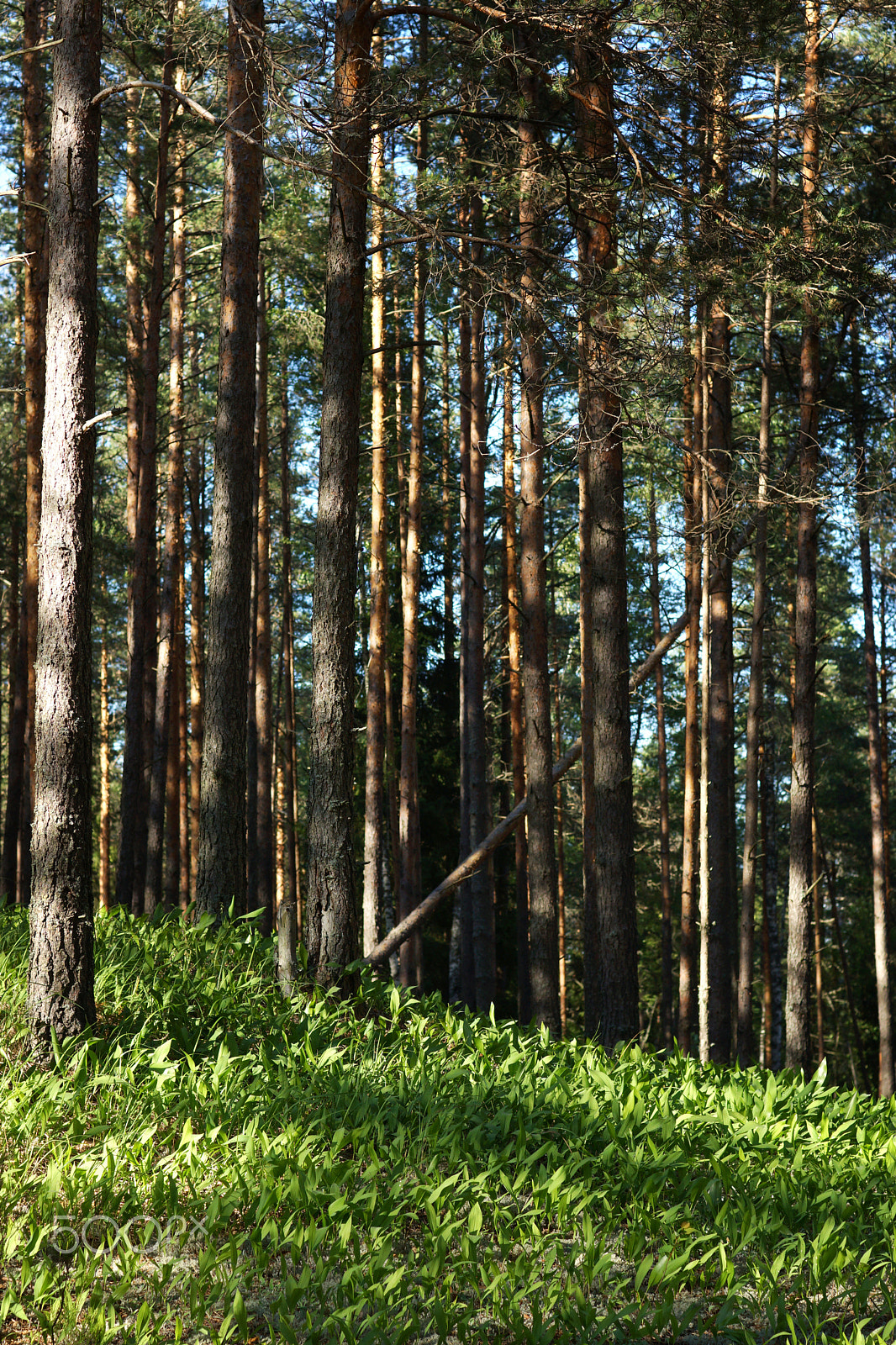 Sony SLT-A65 (SLT-A65V) + Minolta AF 50mm F1.4 [New] sample photo. Glade of lilies of the valley on a hill in a pine forest, the sun's rays pass through the trees,... photography