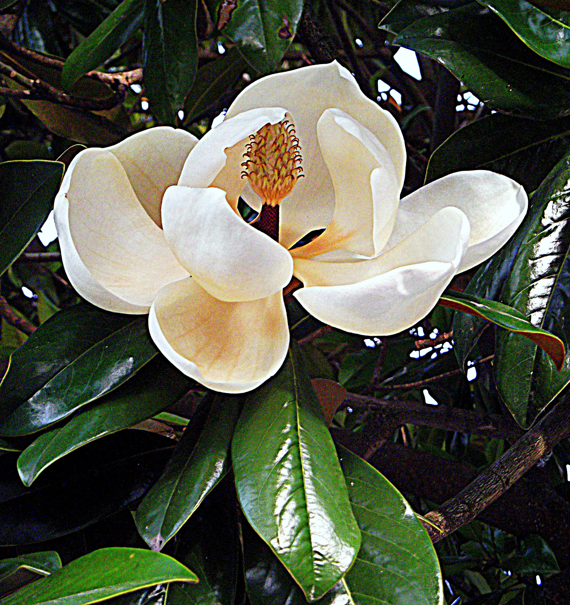 Fujifilm FinePix JX250 sample photo. Fiore di magnolia. photography