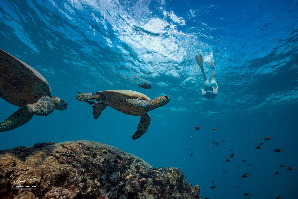 Canon EOS 5DS R + Canon EF 20mm F2.8 USM sample photo. Aloha honu photography