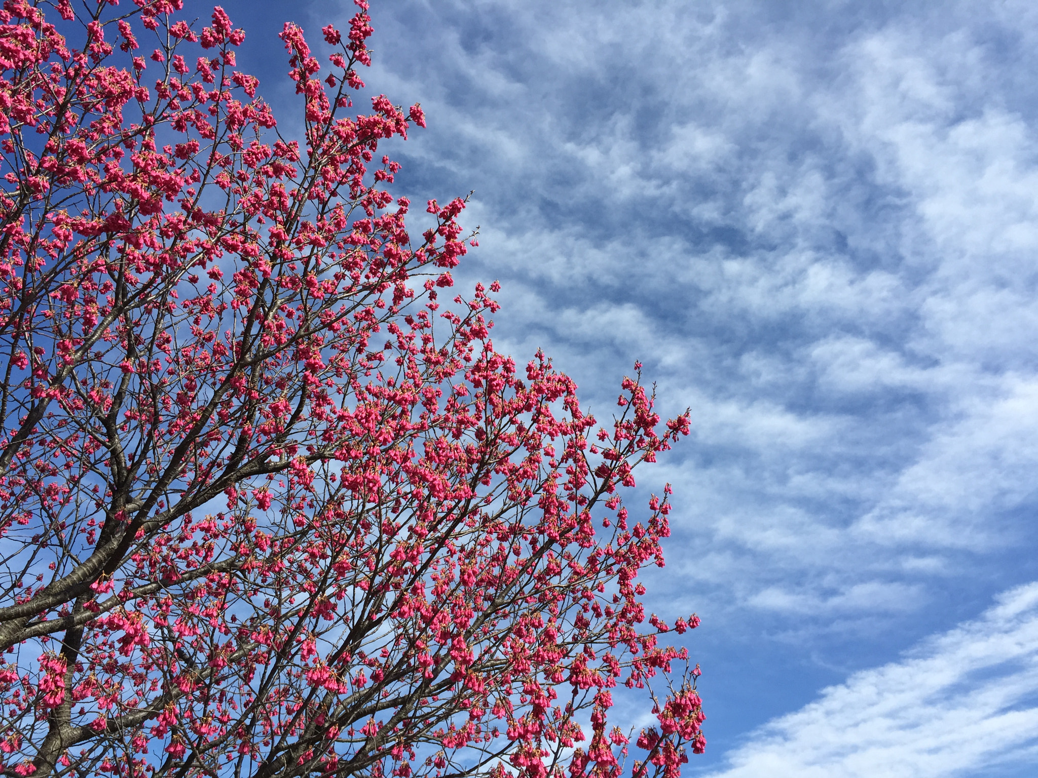 Apple iPhone7,1 sample photo. Pinky windy photography