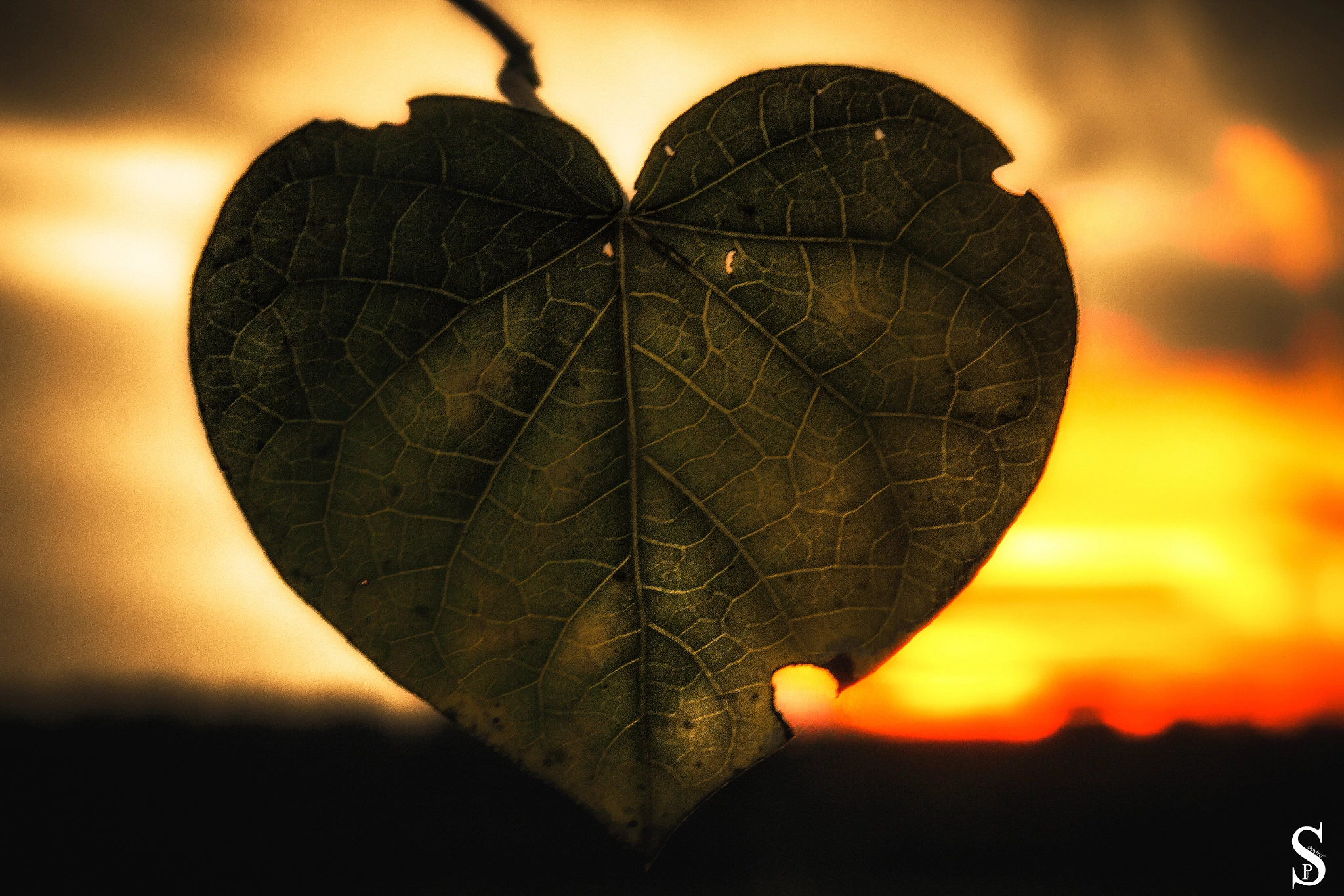 Sigma 17-70mm F2.8-4 DC Macro OS HSM sample photo. Love is in the air photography