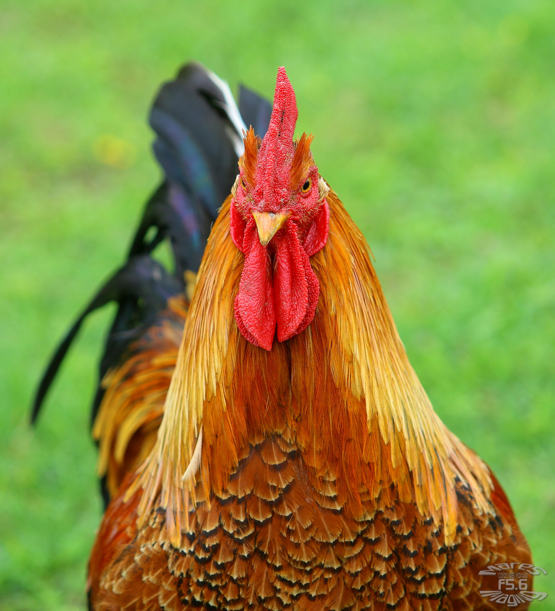 Canon EF 70-200mm F2.8L USM sample photo