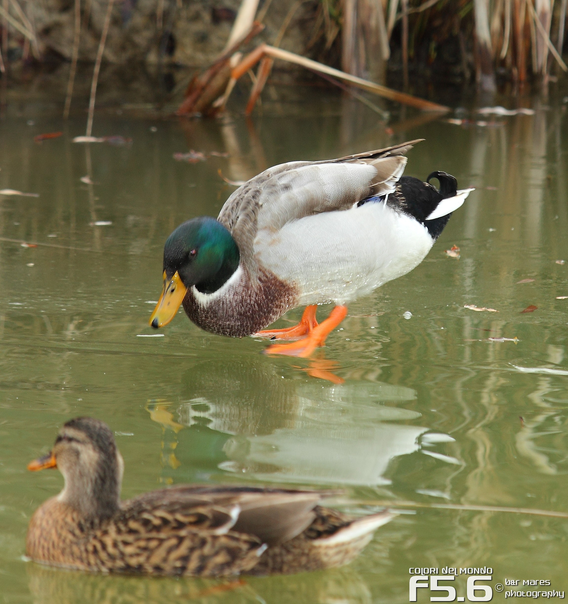 Canon EF 70-200mm F2.8L USM sample photo