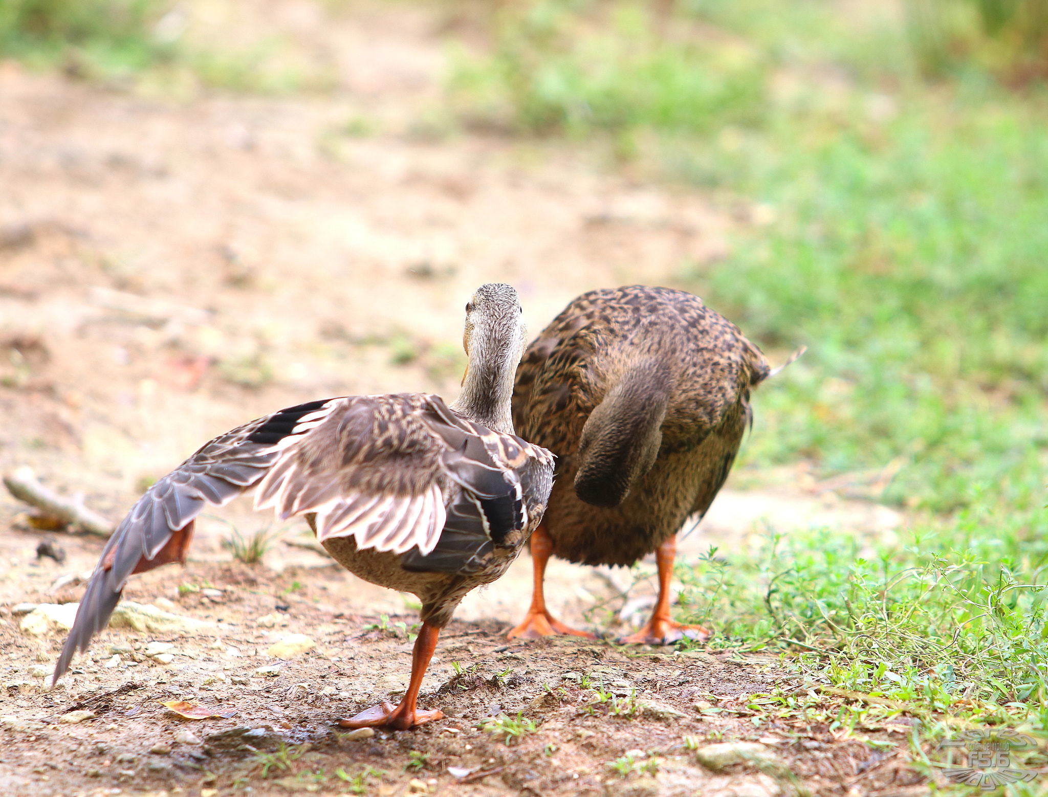 Canon EF 70-200mm F2.8L USM sample photo