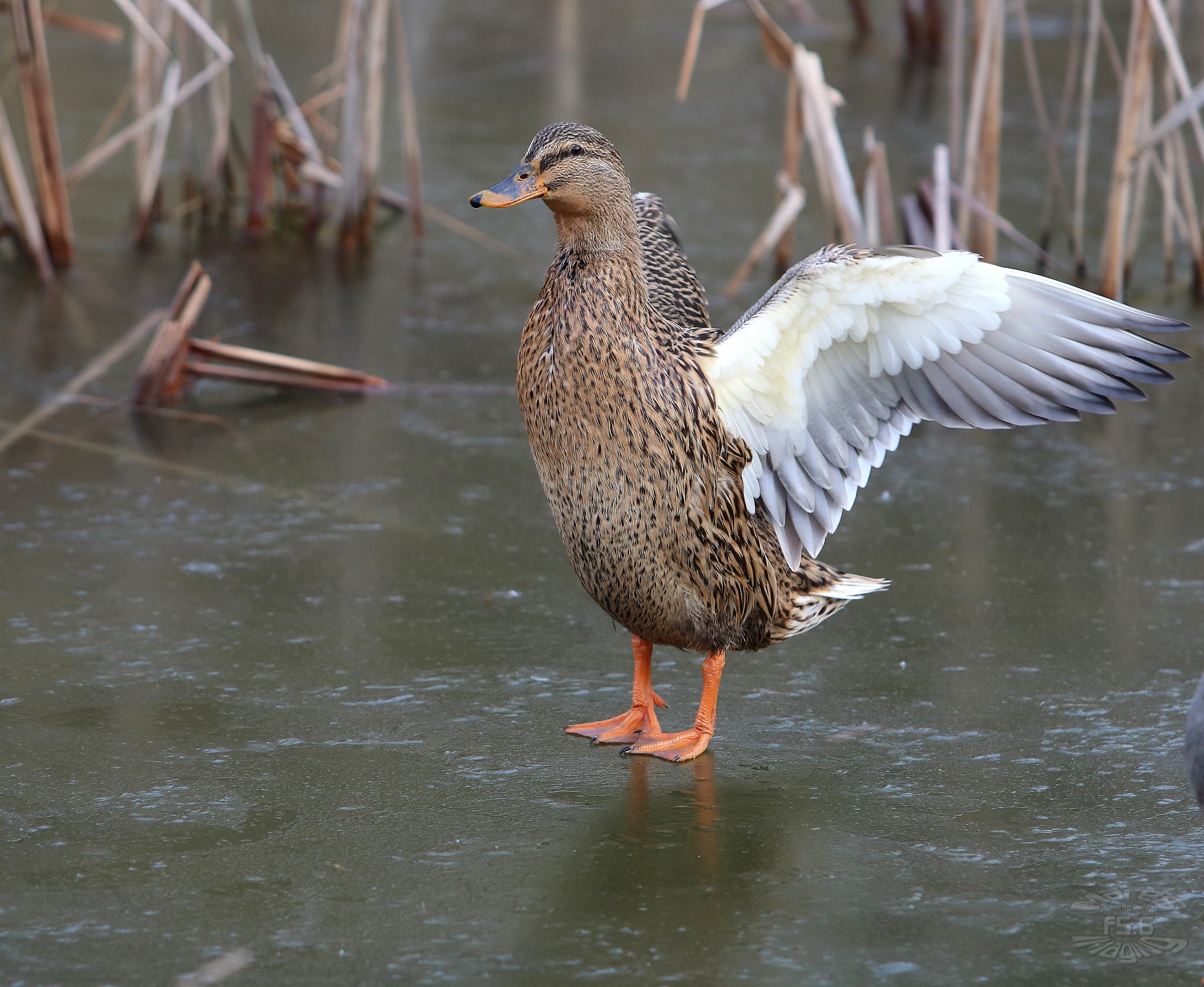 Canon EOS 750D (EOS Rebel T6i / EOS Kiss X8i) + Canon EF 70-200mm F2.8L USM sample photo. Duck on stretching photography