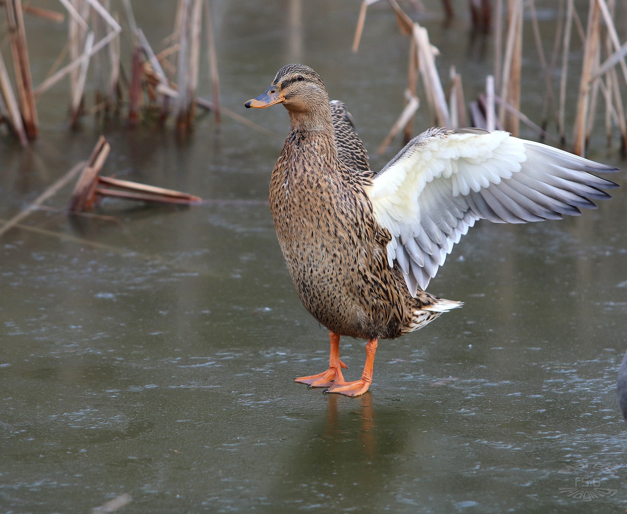 Canon EF 70-200mm F2.8L USM sample photo. Duck on stretching photography