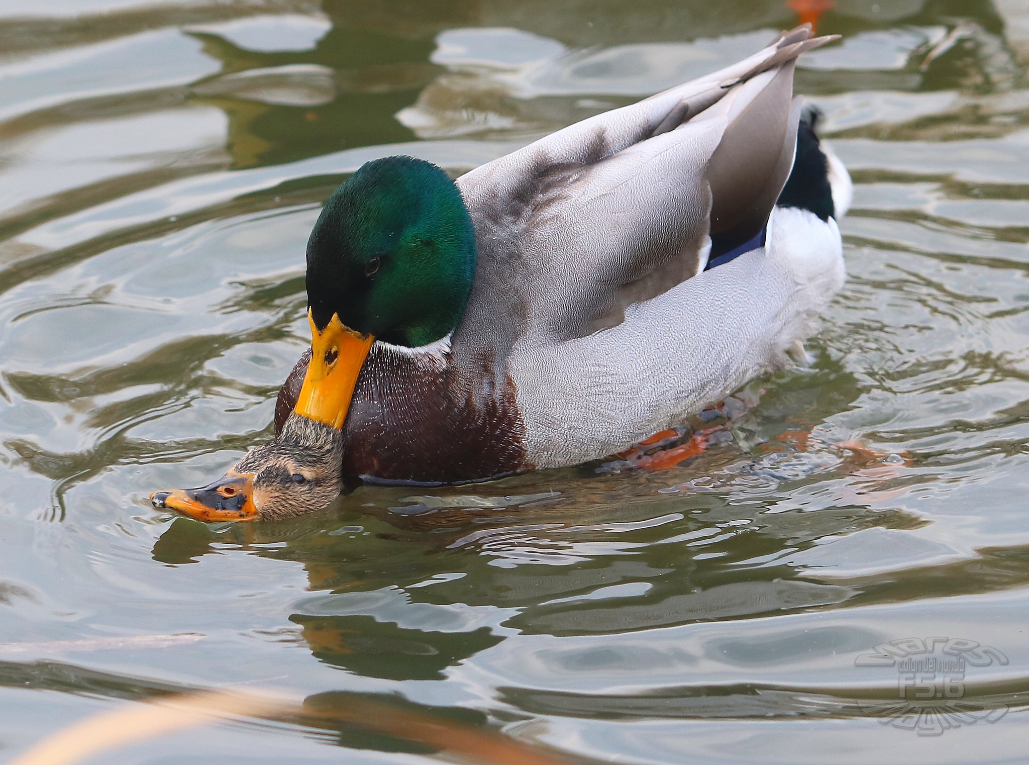 Canon EOS 750D (EOS Rebel T6i / EOS Kiss X8i) sample photo. Duck catch the moment... photography