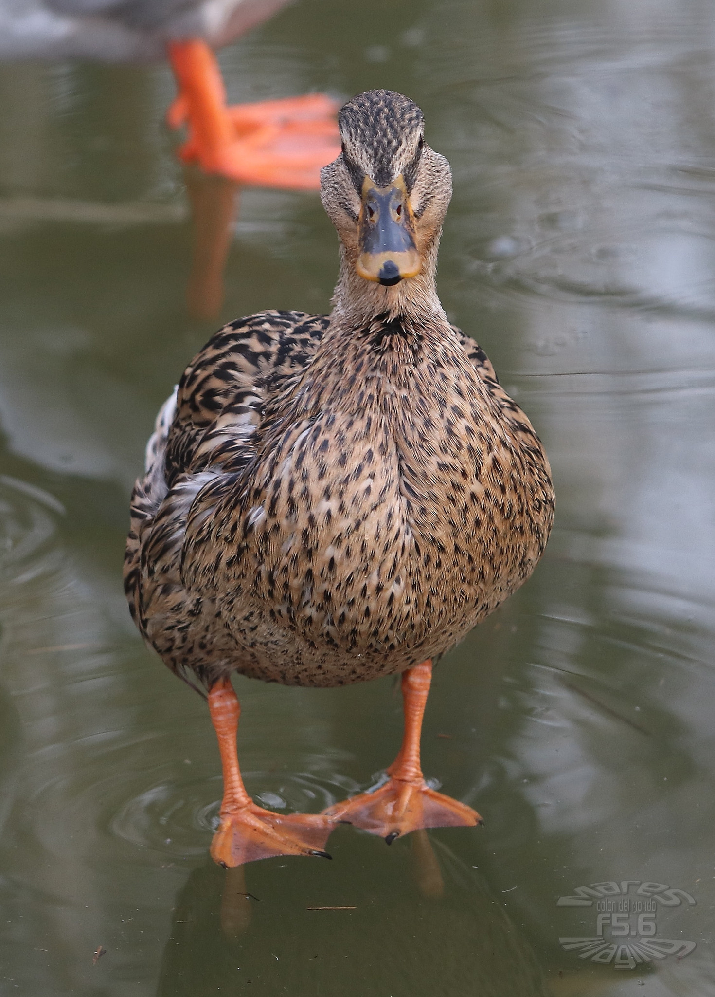 Canon EF 70-200mm F2.8L USM sample photo
