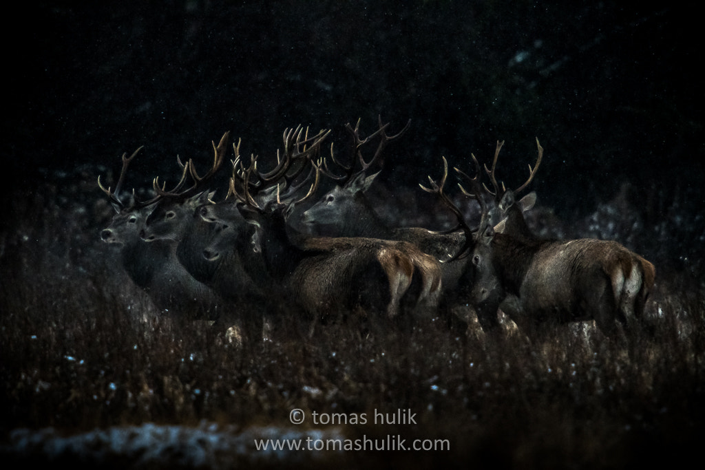 Nikon D500 sample photo. Red deer at dawn photography
