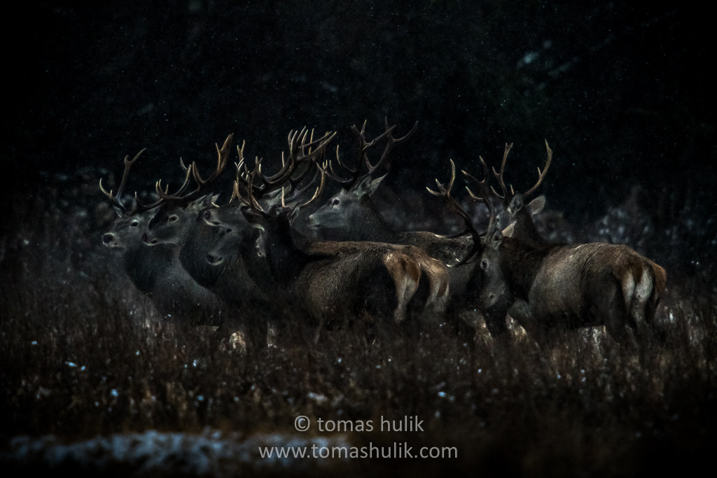 Nikon D500 + Nikon AF-S Nikkor 600mm F4G ED VR sample photo. Red deer at dawn photography