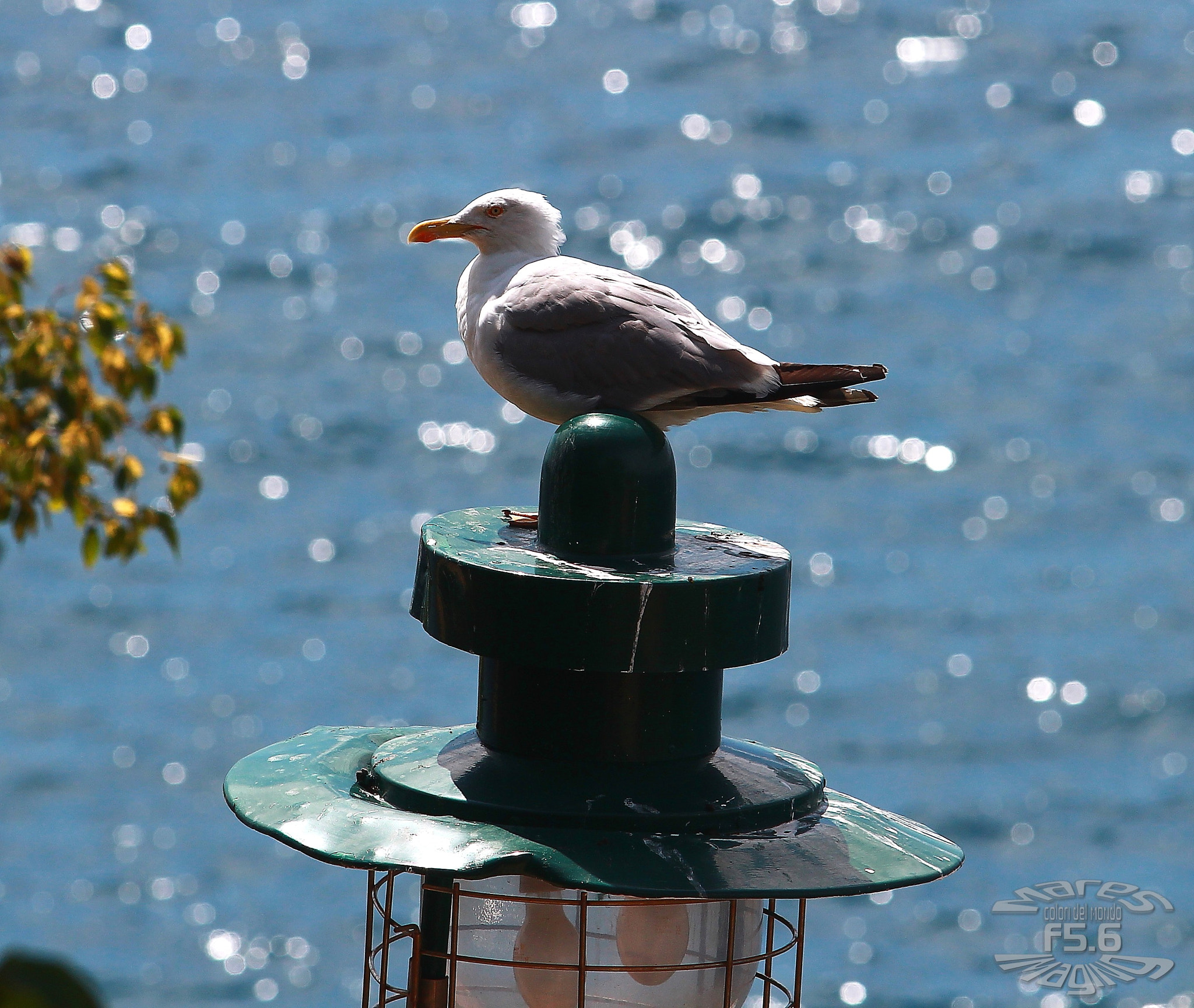 Canon EF 70-200mm F2.8L USM sample photo