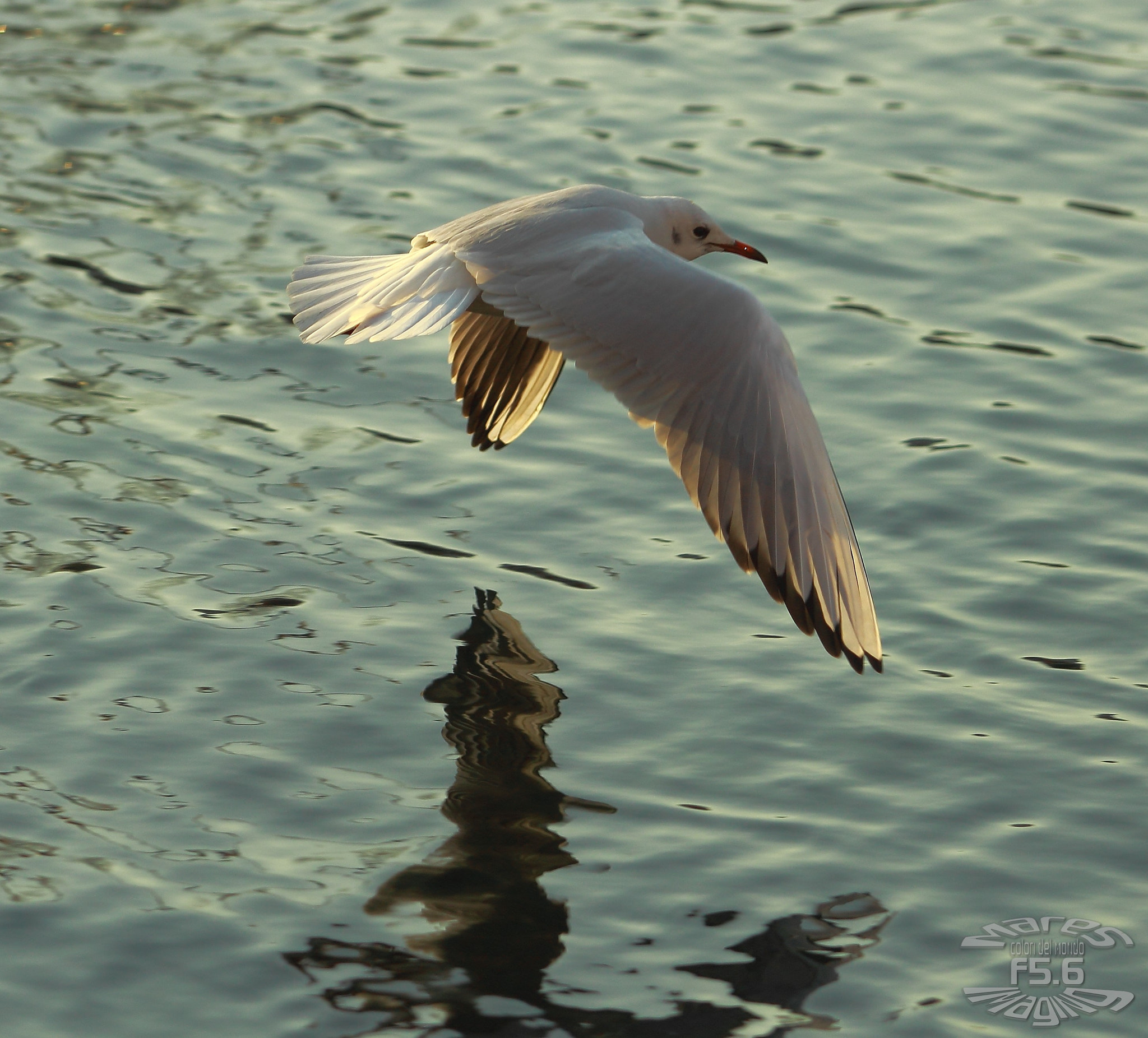 Canon EF 70-200mm F2.8L USM sample photo