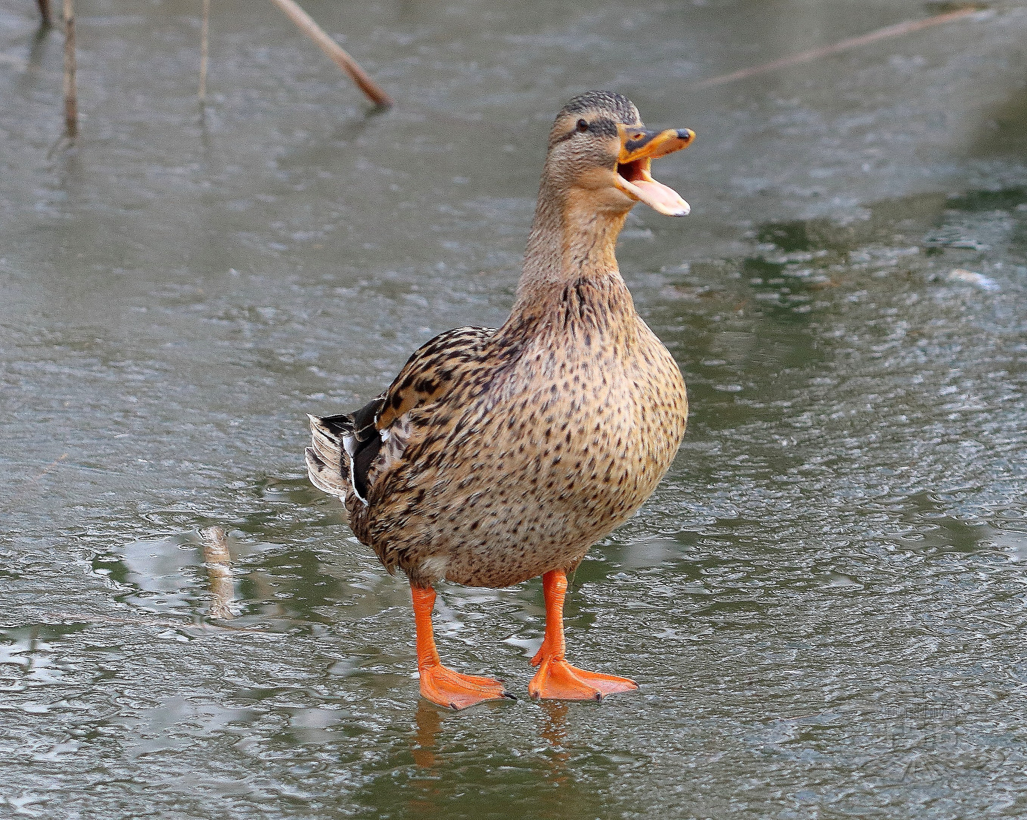 Canon EF 70-200mm F2.8L USM sample photo