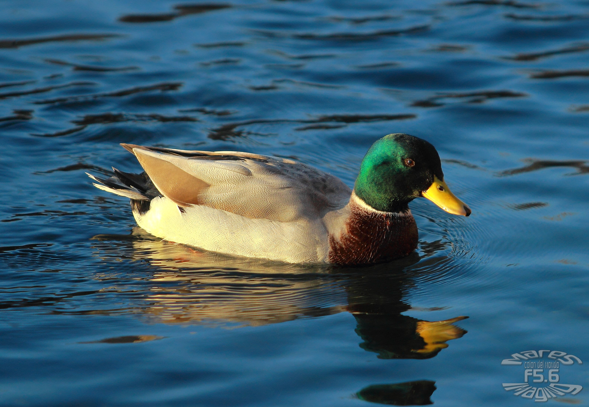 Canon EF 70-200mm F2.8L USM sample photo