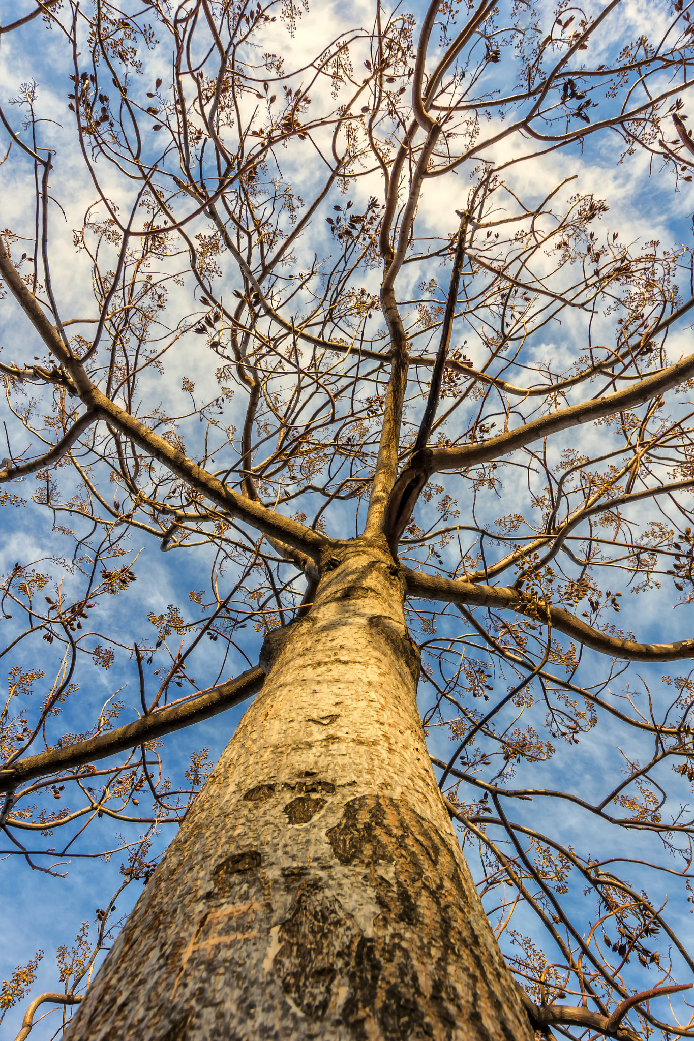 Canon EOS 60D sample photo. Tree photography