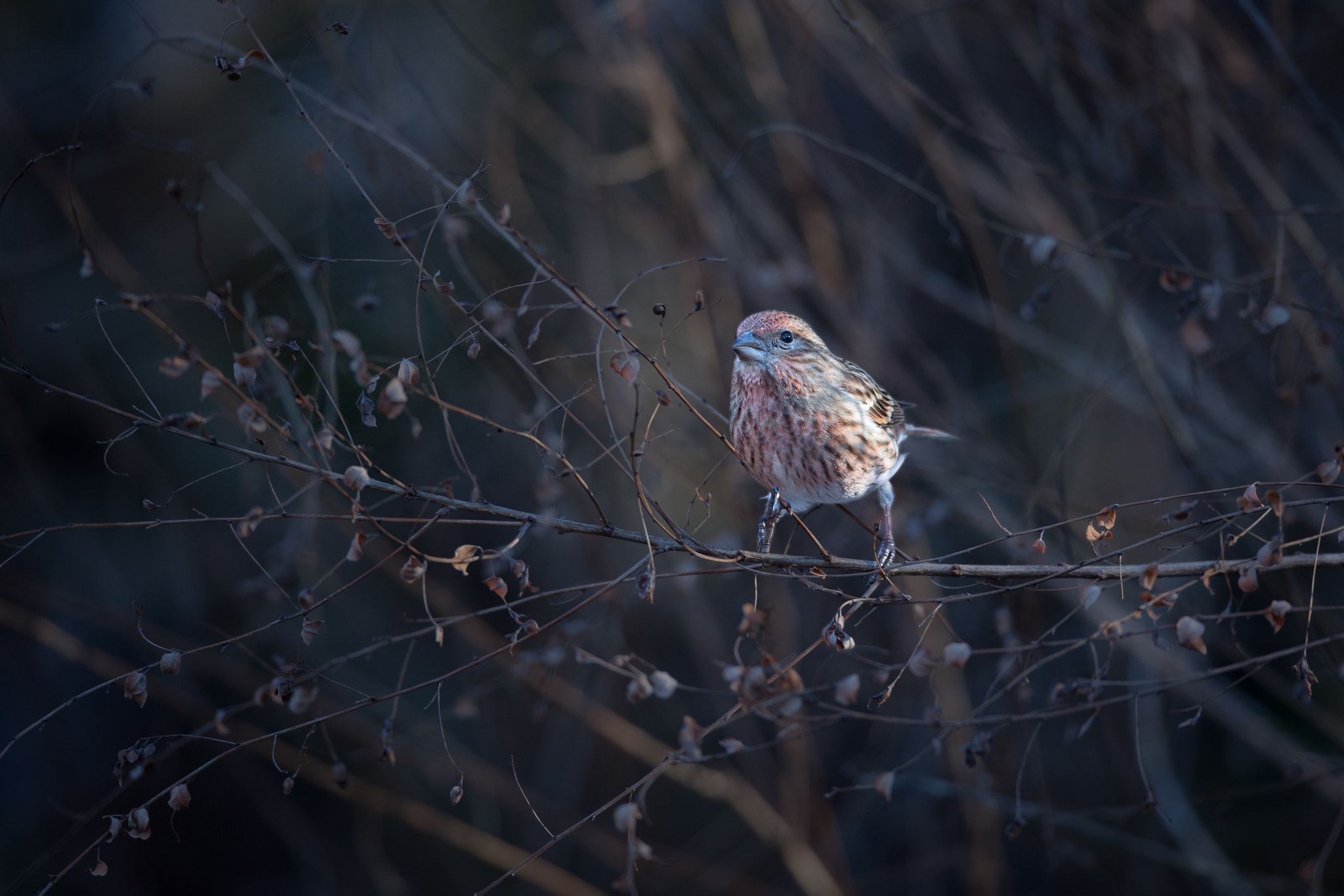 Canon EF 800mm F5.6L IS USM sample photo. 大猿子 photography