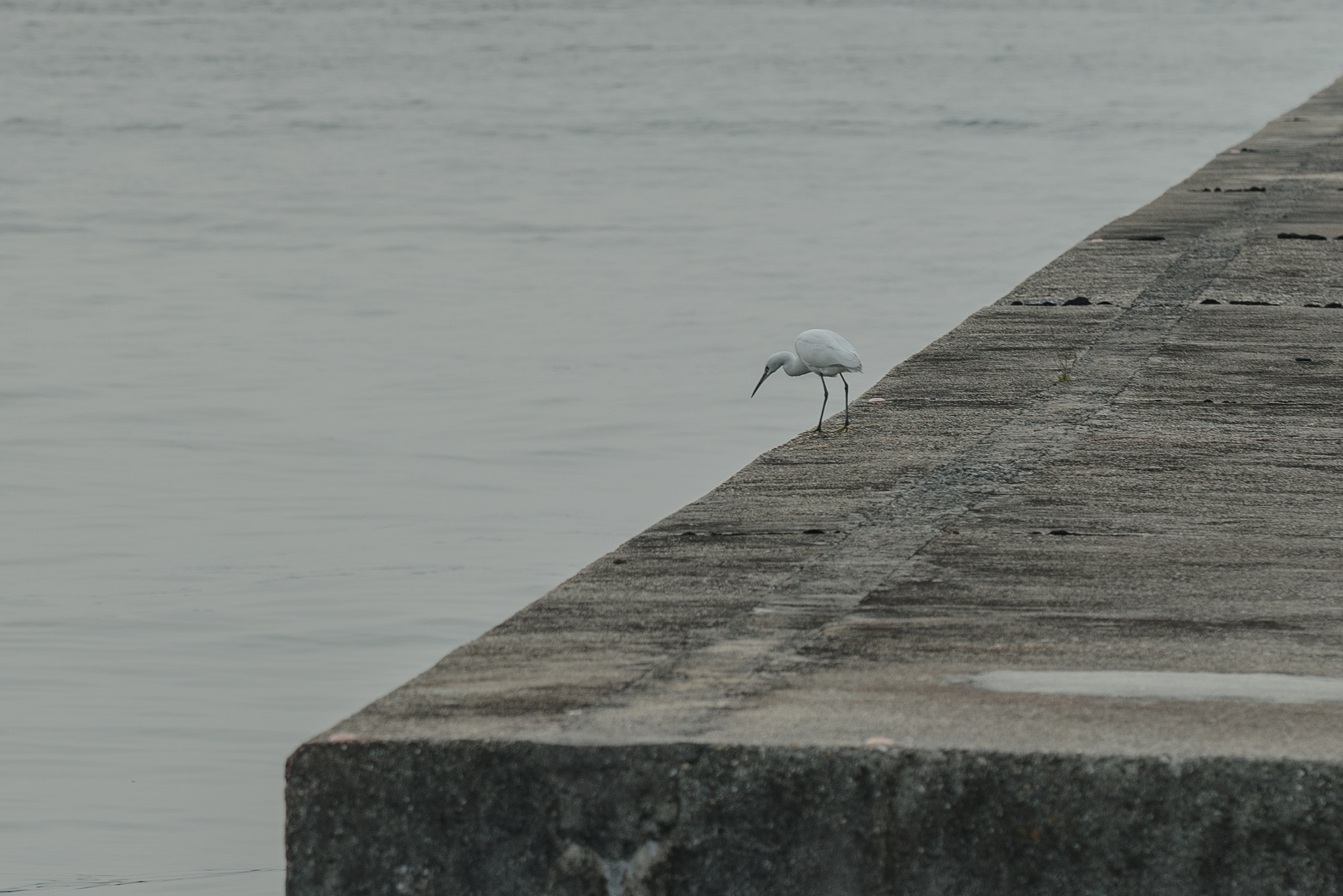 Sigma 150mm F2.8 EX DG OS Macro HSM sample photo. Bird photography