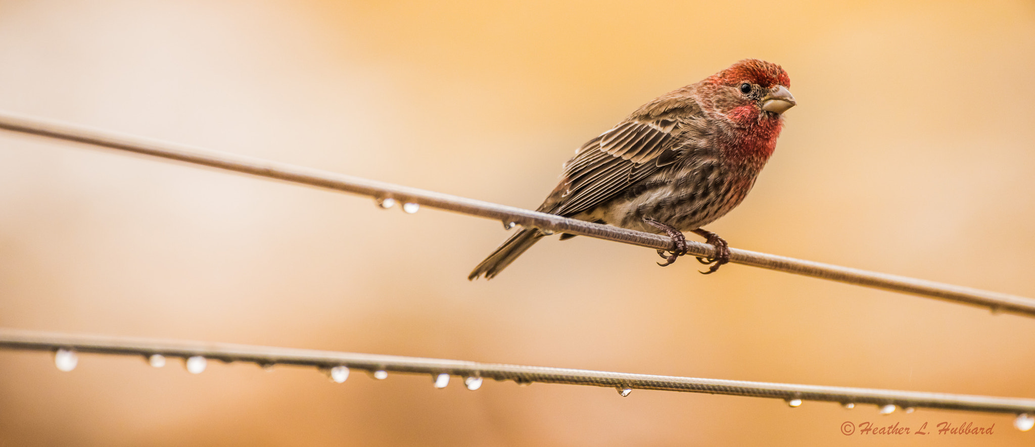 Sigma 150-600mm F5-6.3 DG OS HSM | C sample photo. Bird on a wire 2 photography
