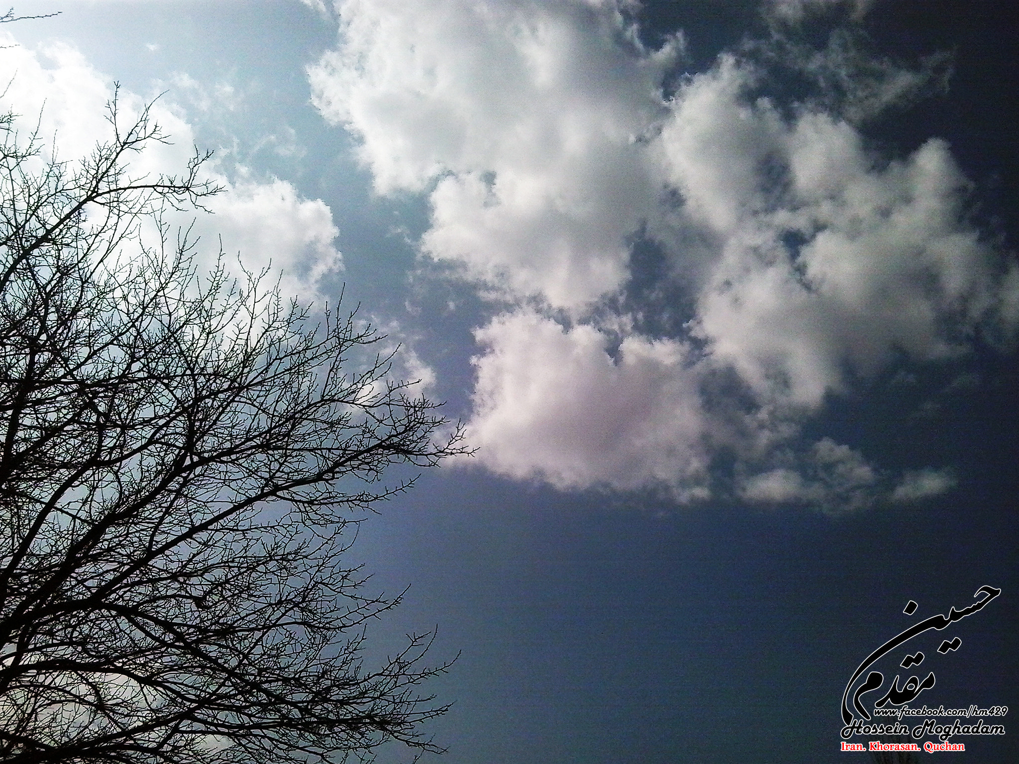 Samsung Galaxy Young sample photo. Trees hands photography