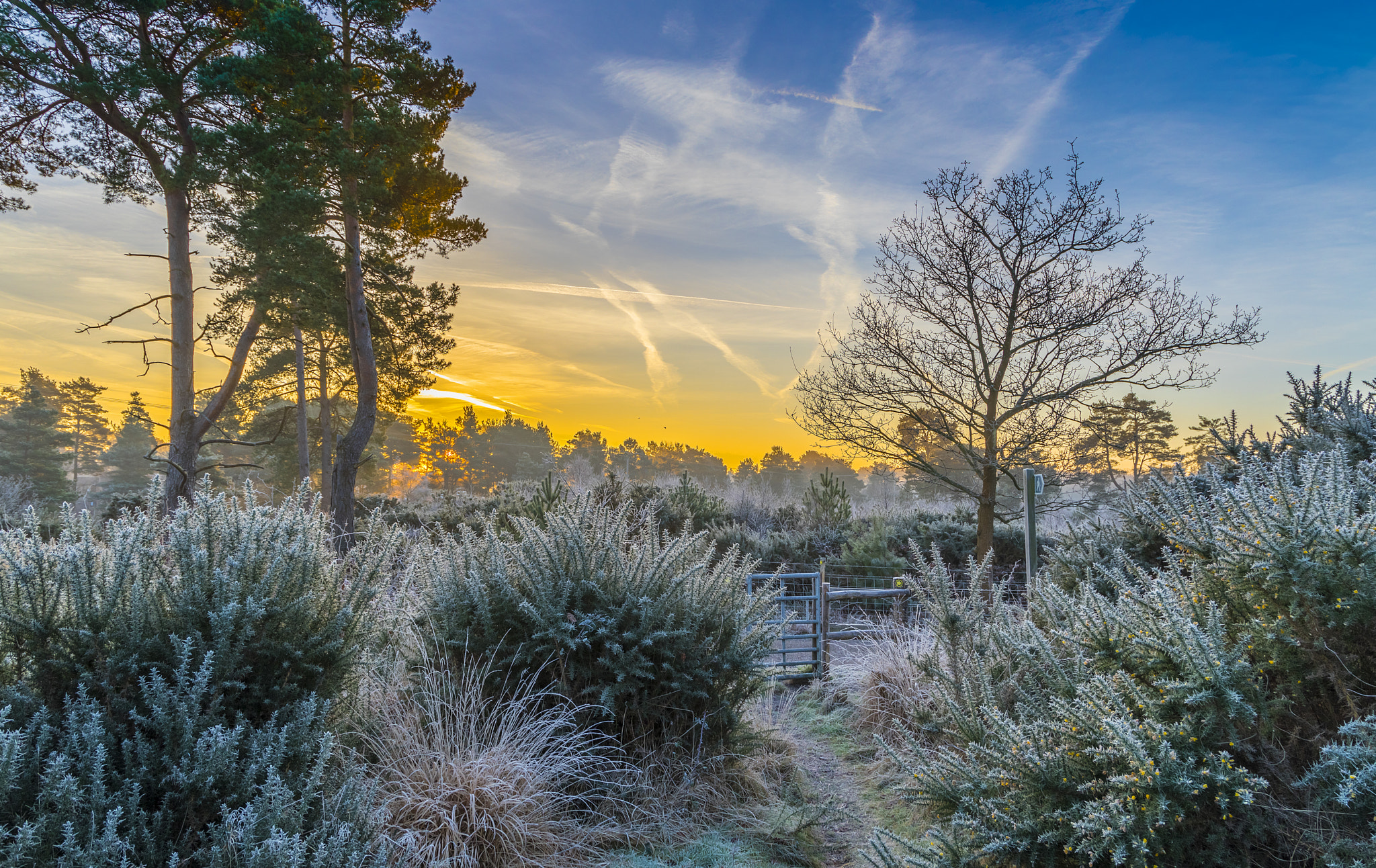 Canon EF 24-105mm F3.5-5.6 IS STM sample photo. Frosty path photography