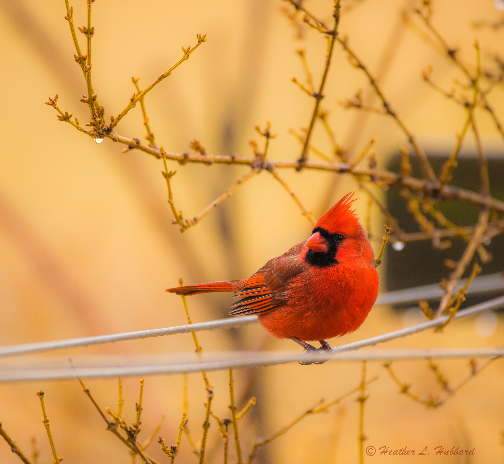 Sigma 150-600mm F5-6.3 DG OS HSM | C sample photo. Red cardinal photography