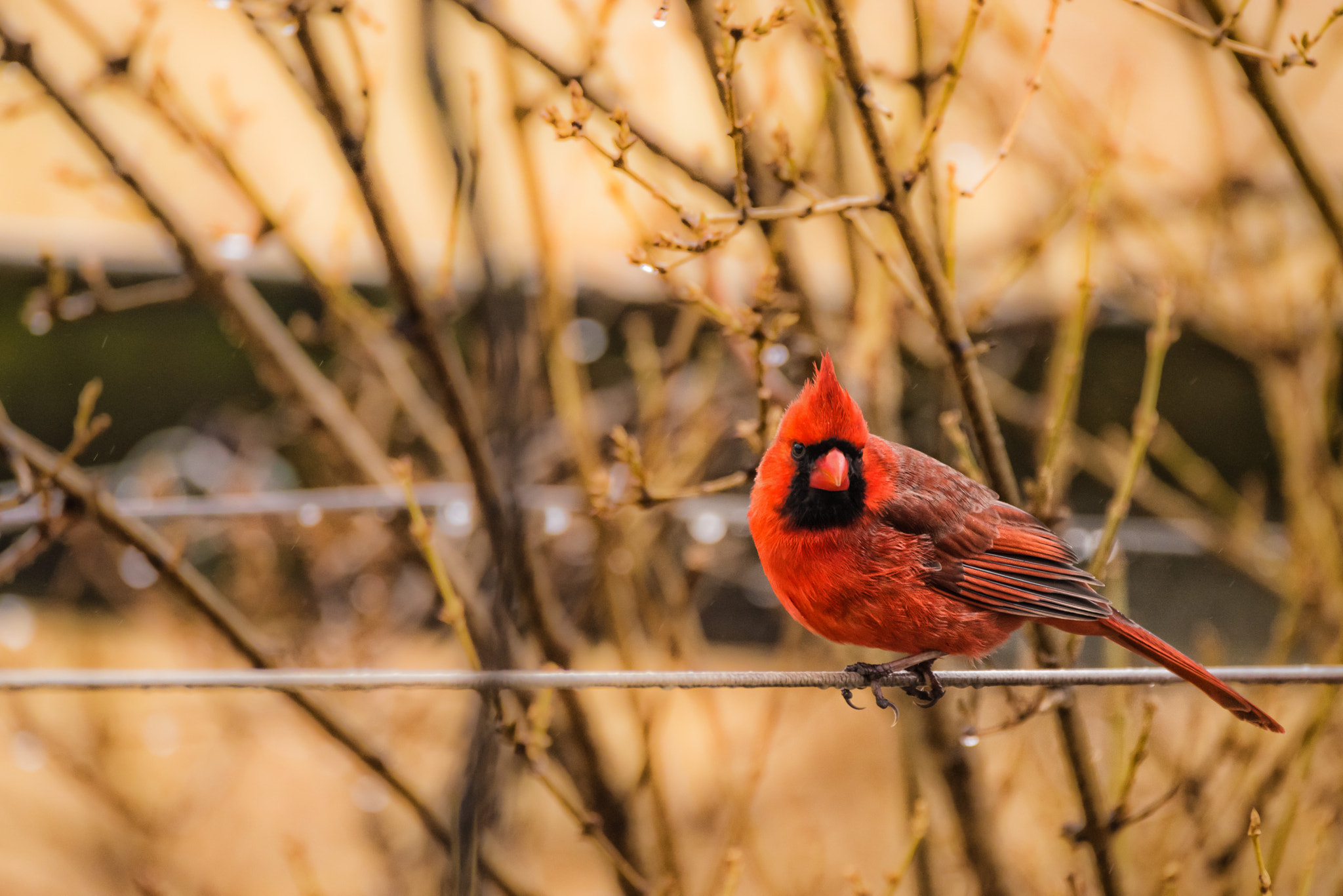 Sigma 150-600mm F5-6.3 DG OS HSM | C sample photo. The red cardinal photography