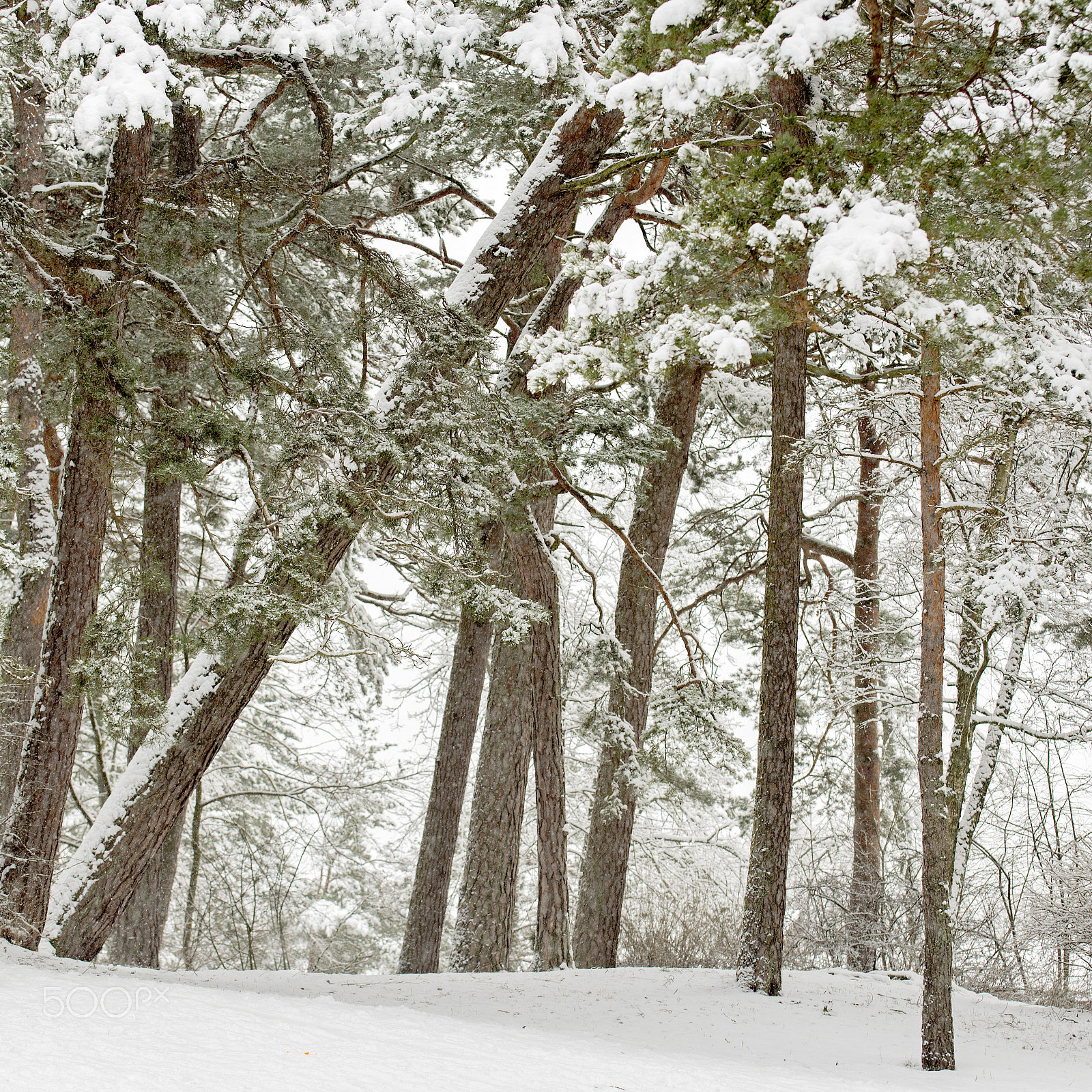 Nikon D610 sample photo. Snow falling in a forest photography