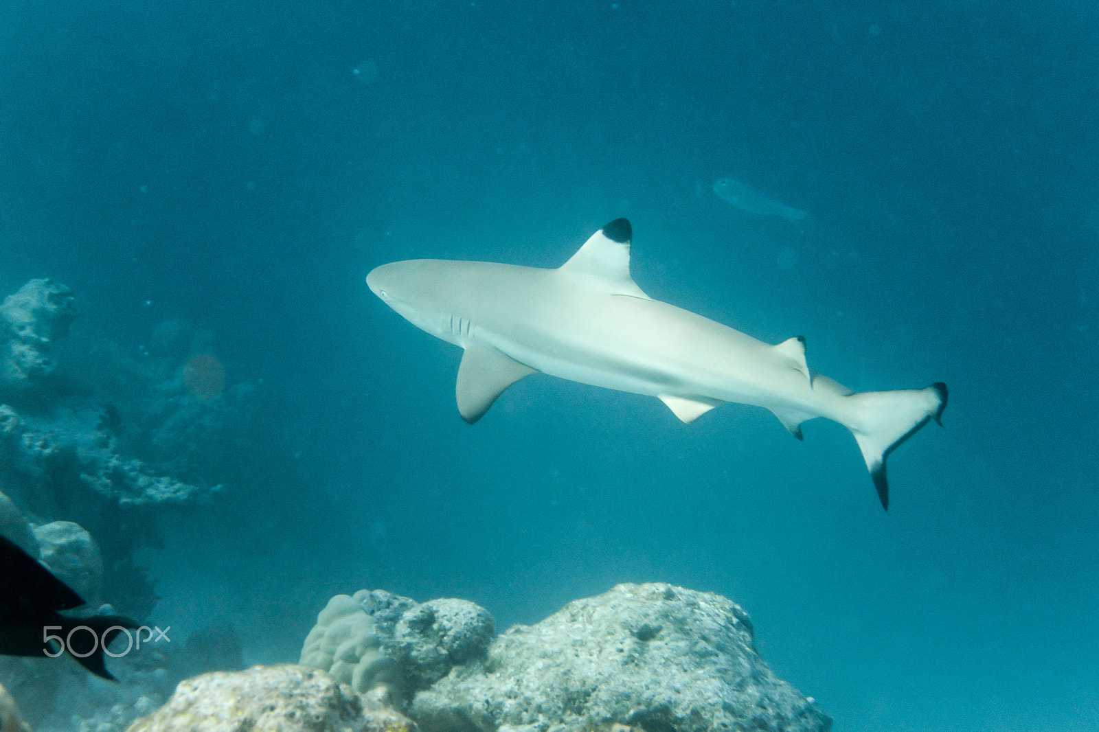 Nikon 1 AW1 sample photo. Carcharhinus melanopterus photography