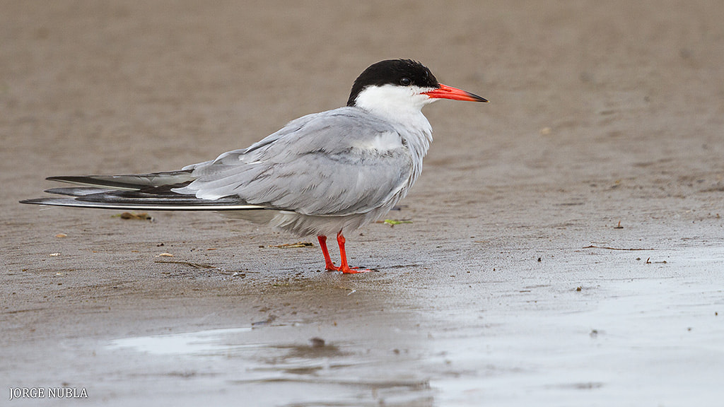 Canon EF 500mm F4L IS II USM sample photo. Charrán común (sterna hirundo). photography