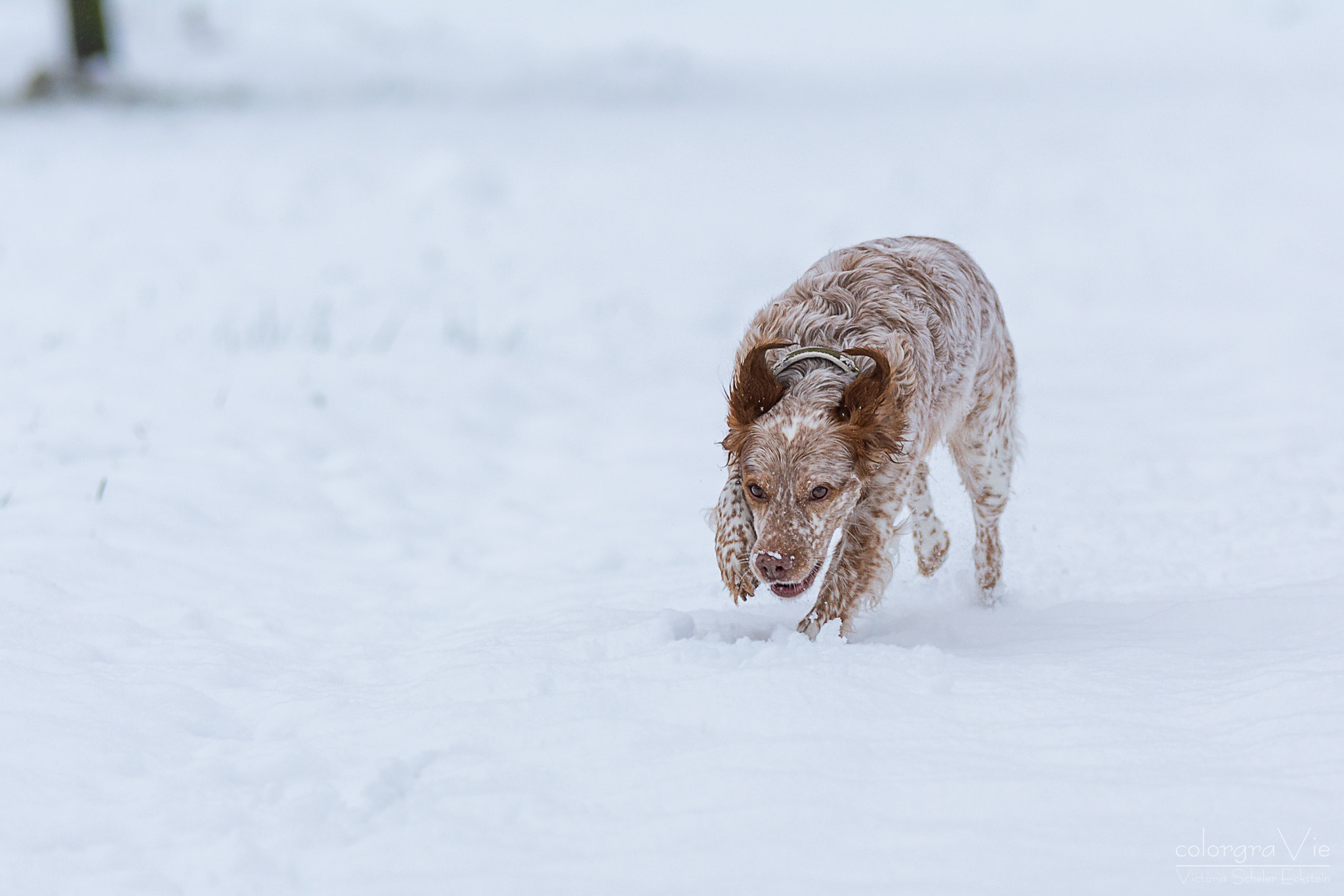 Sigma 70-200mm F2.8 EX DG OS HSM sample photo. Snowdog photography