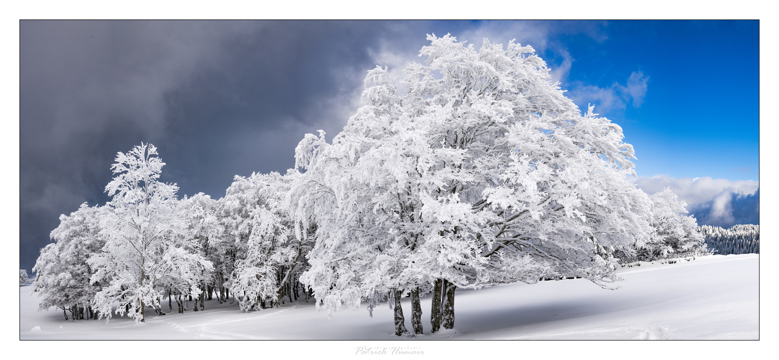 Sony a99 II sample photo. Arbres hivernals... photography