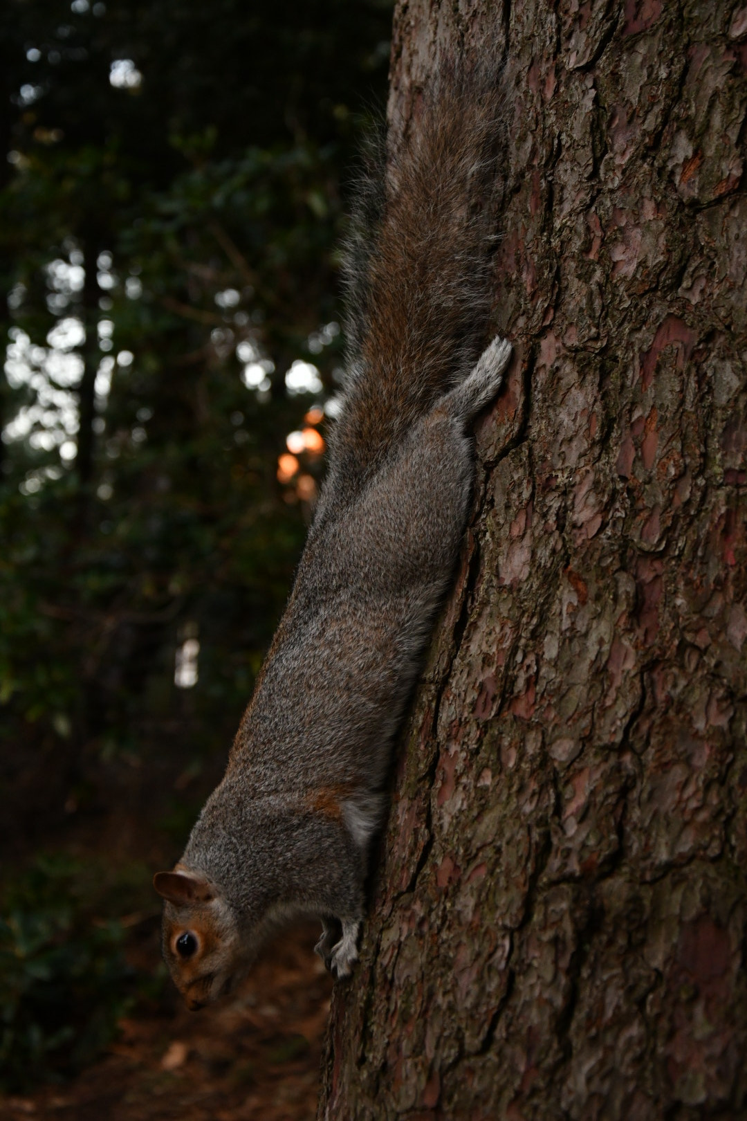 Nikon D500 sample photo. Knock knock.. photography