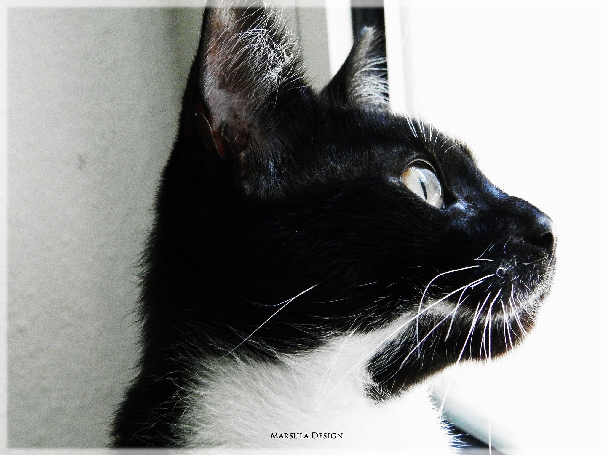 Olympus SP-620UZ sample photo. Kitty moments photography