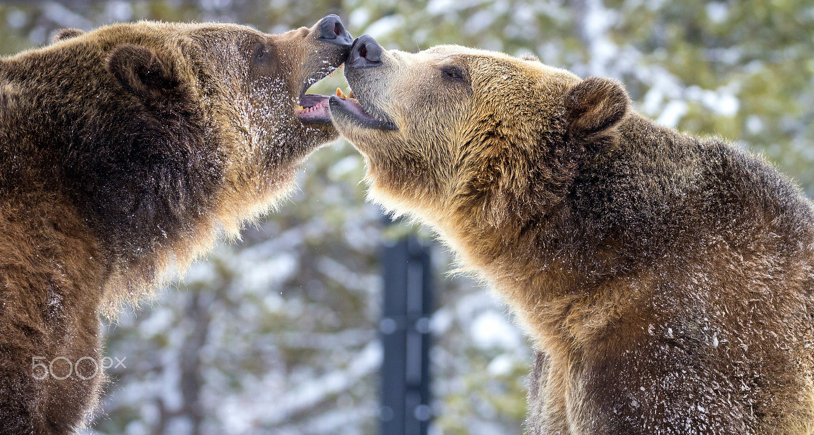 Canon EOS 60D sample photo. Socializing grizzly bears photography