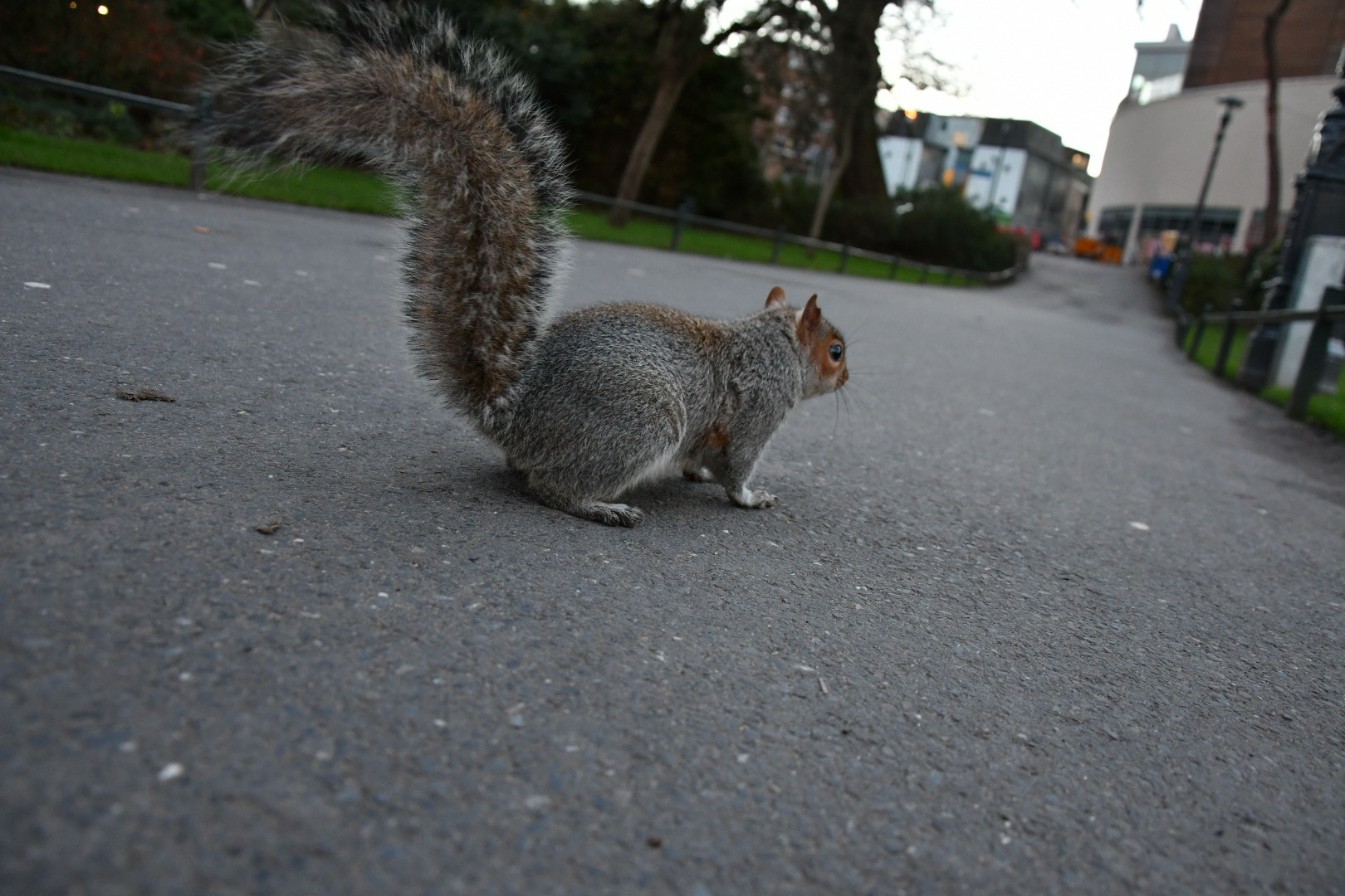 Nikon D500 sample photo