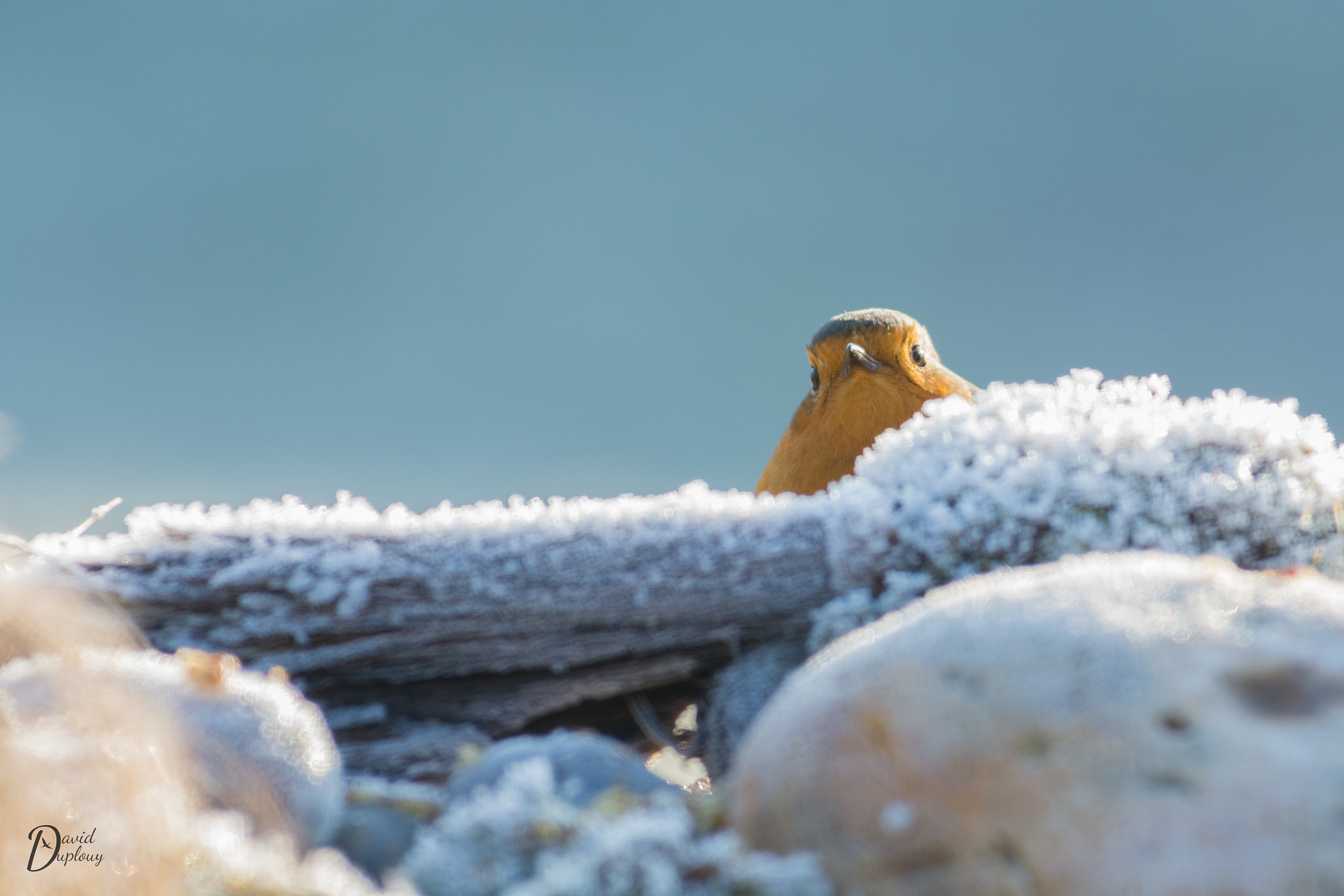 Nikon AF-S Nikkor 300mm F2.8G ED VR II sample photo. Rouge-gorge photography