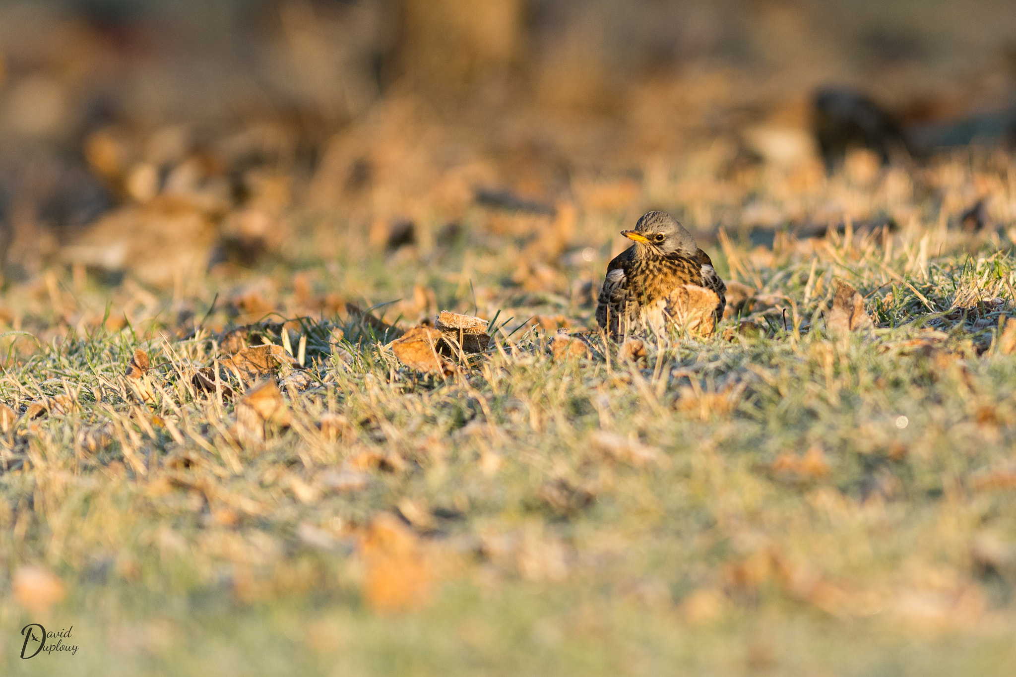 Nikon AF-S Nikkor 300mm F2.8G ED VR II sample photo. Grive litorne photography