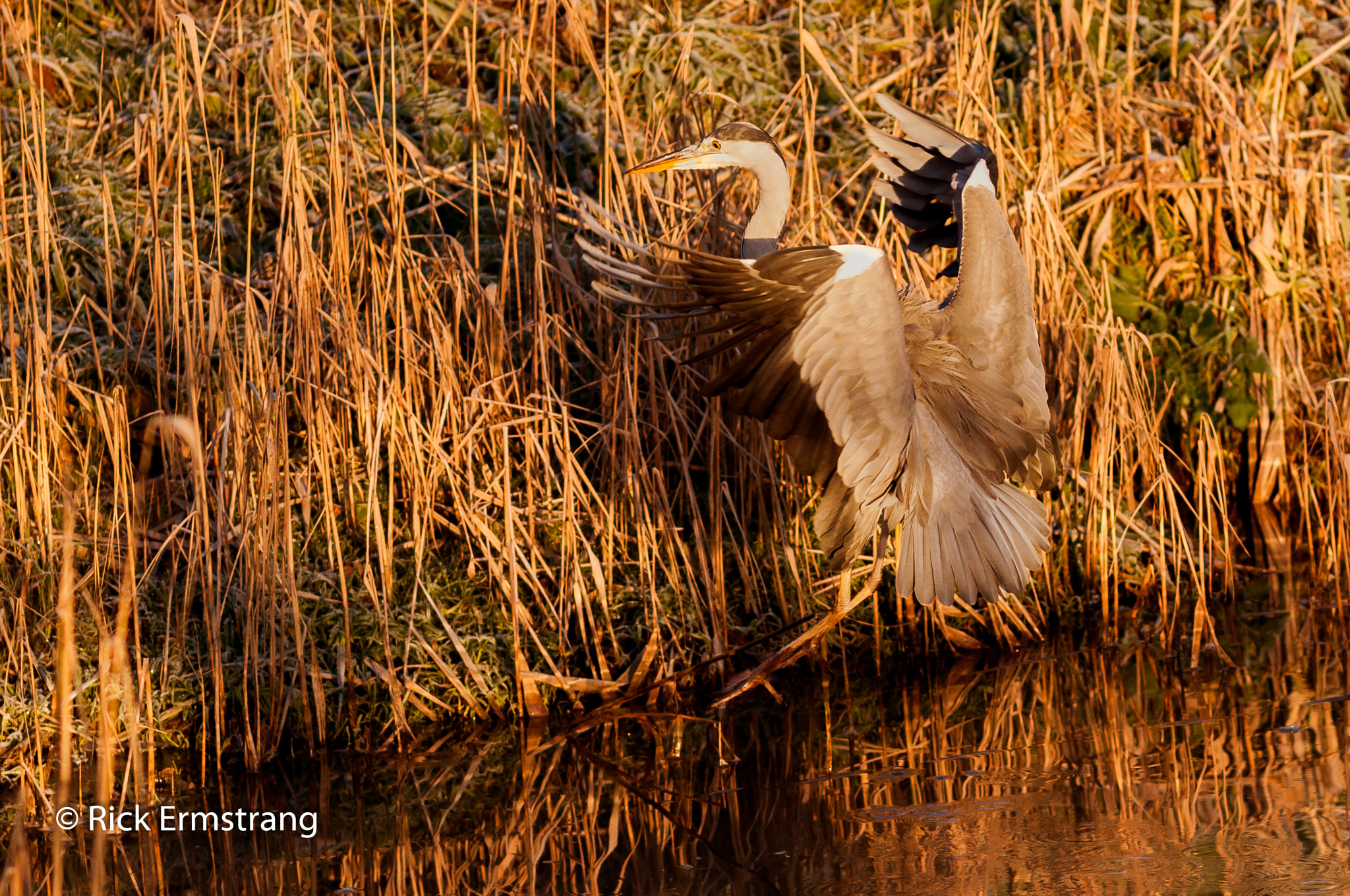 Nikon D90 + AF Nikkor 180mm f/2.8 IF-ED sample photo. Flaps down.. photography