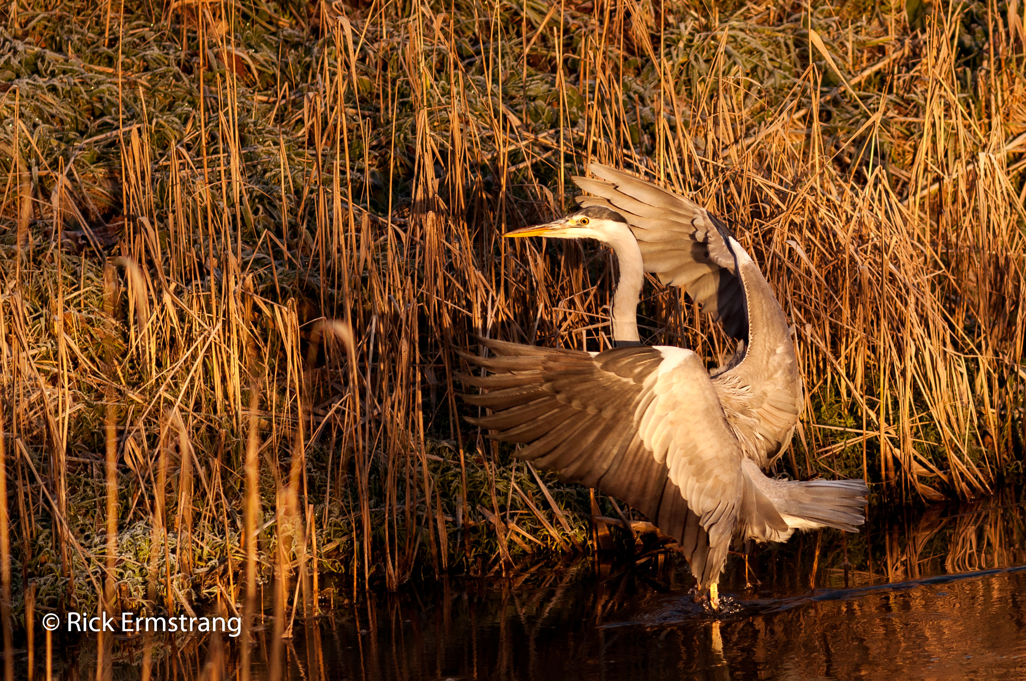 AF Nikkor 180mm f/2.8 IF-ED sample photo. Touchdown... photography