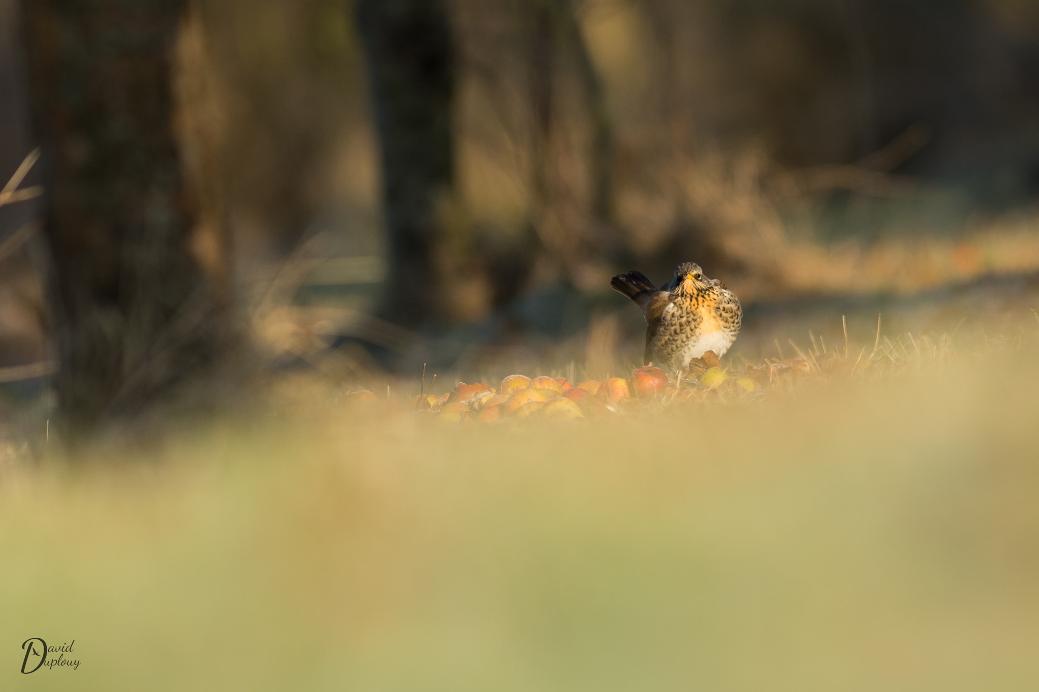 Nikon AF-S Nikkor 300mm F2.8G ED VR II sample photo. Grive litorne photography