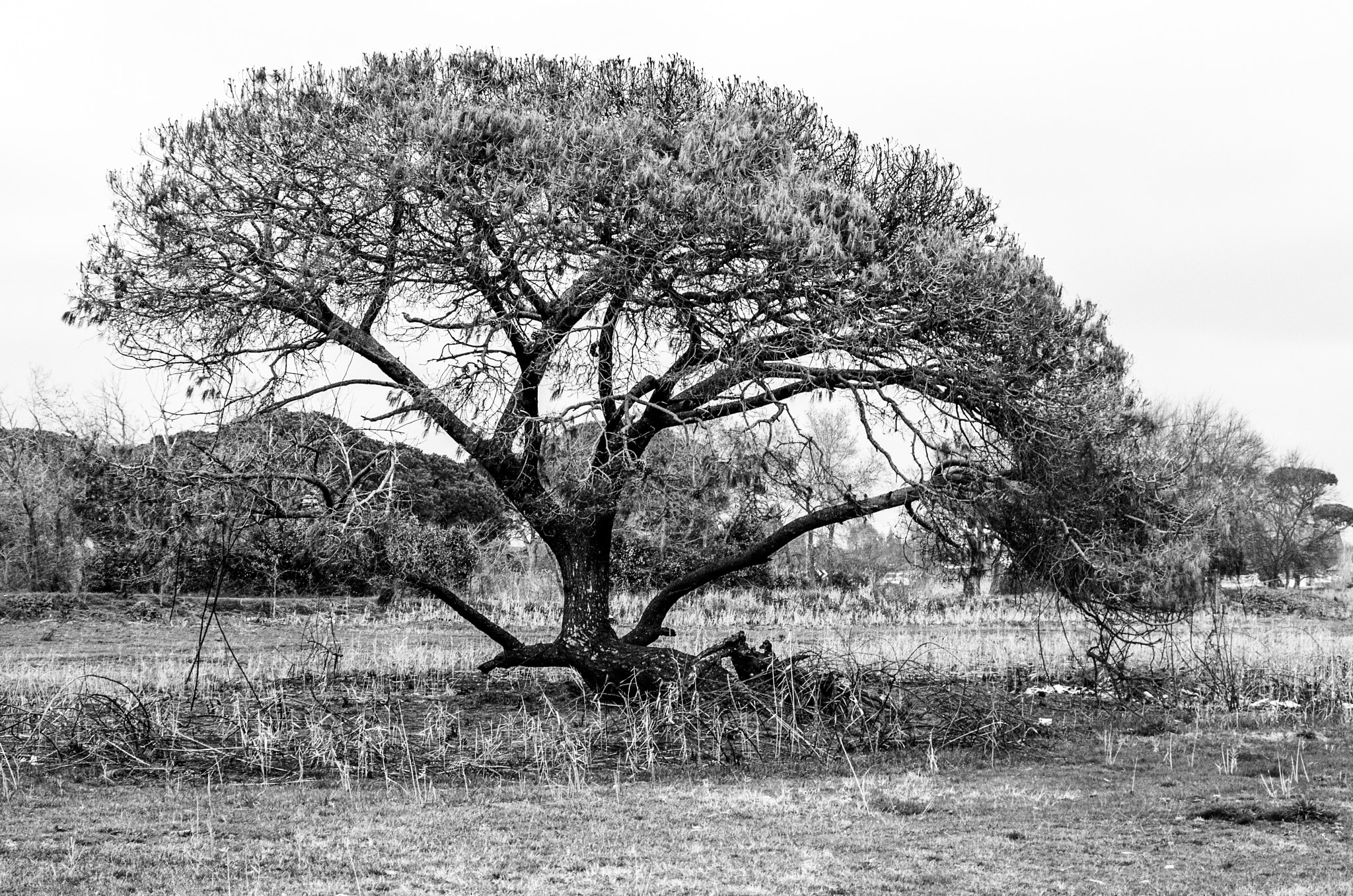 Pentax smc DA 50-200mm F4-5.6 ED WR sample photo. The tree continues to live photography