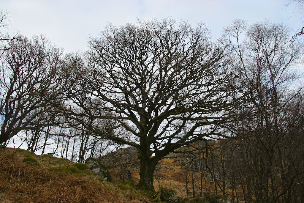 Canon EF-S 17-85mm F4-5.6 IS USM sample photo. Trees on the hill photography