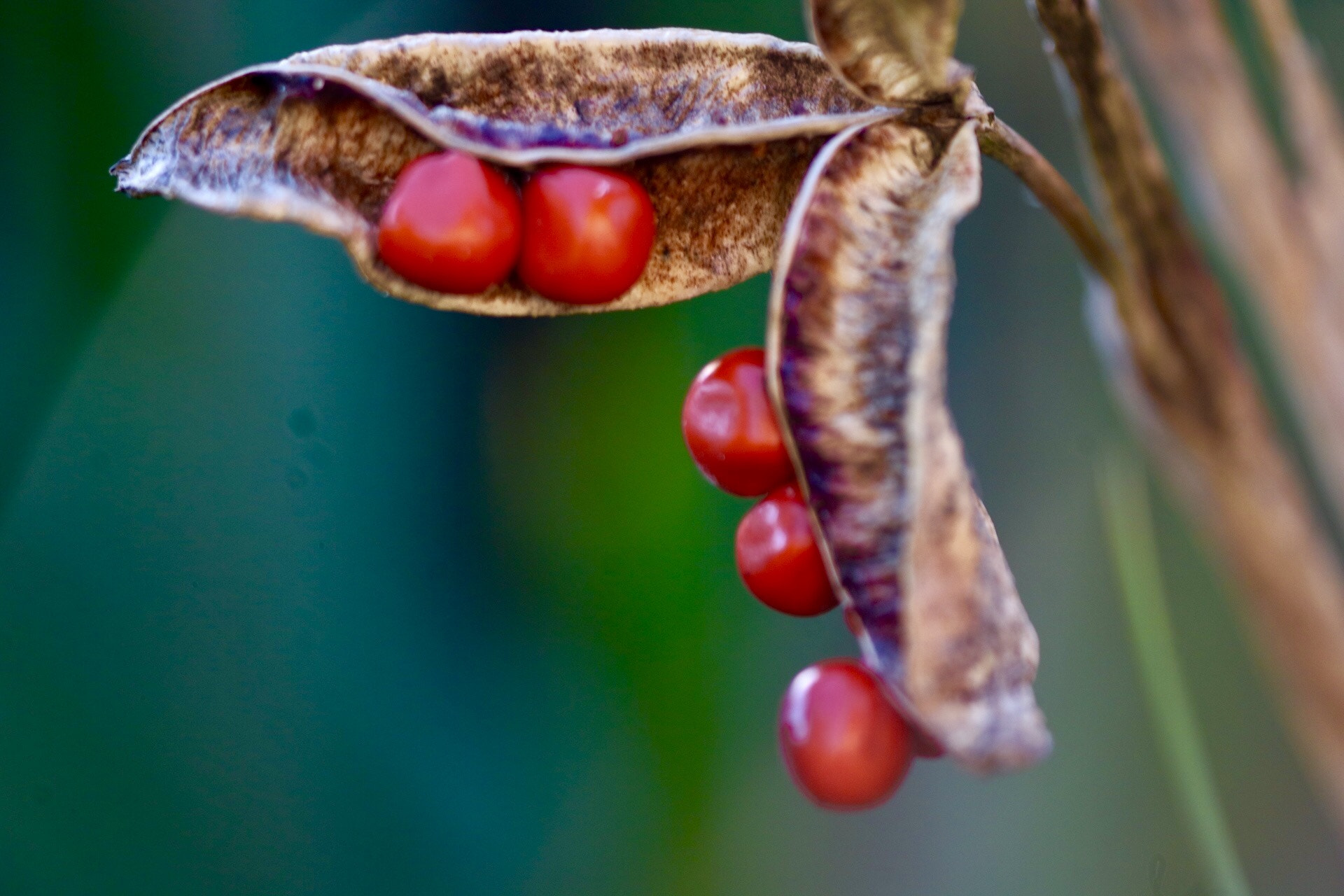 Sigma APO Macro 150mm f/2.8 EX DG HSM sample photo. Berries photography