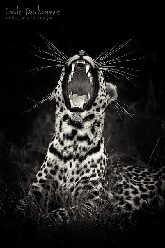 Canon EOS-1D X + Canon EF 200-400mm F4L IS USM Extender 1.4x sample photo. Yawning leopard photography
