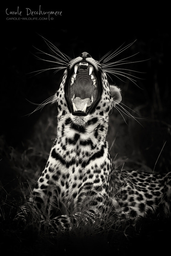 Canon EF 200-400mm F4L IS USM Extender 1.4x sample photo. Yawning leopard photography